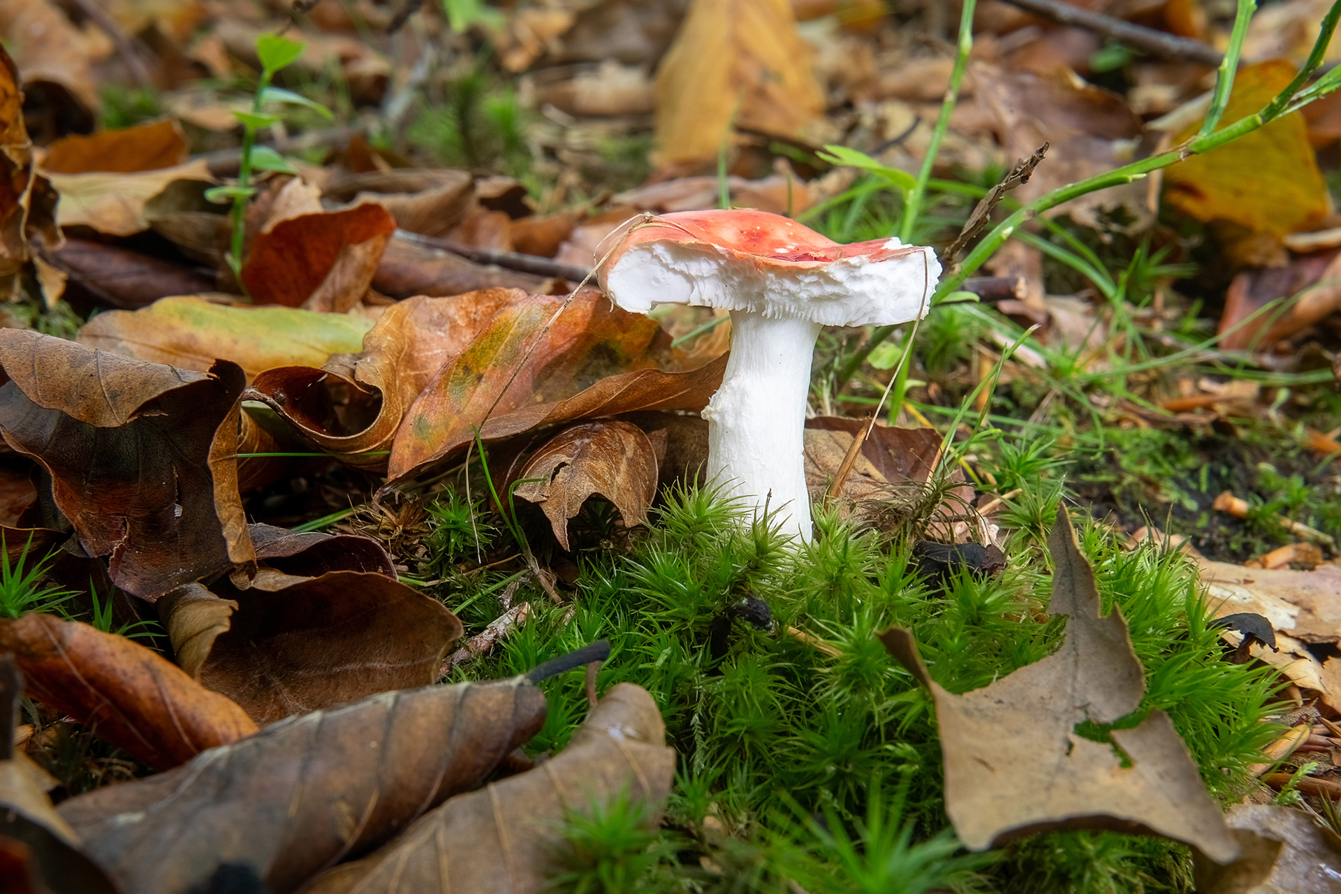 Russula emetica