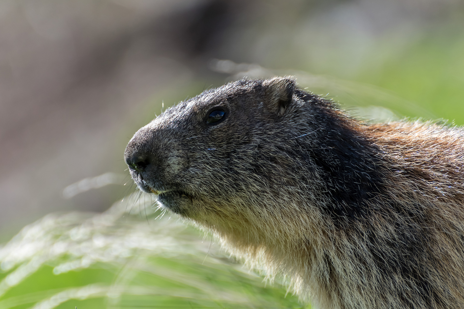 Marmotta