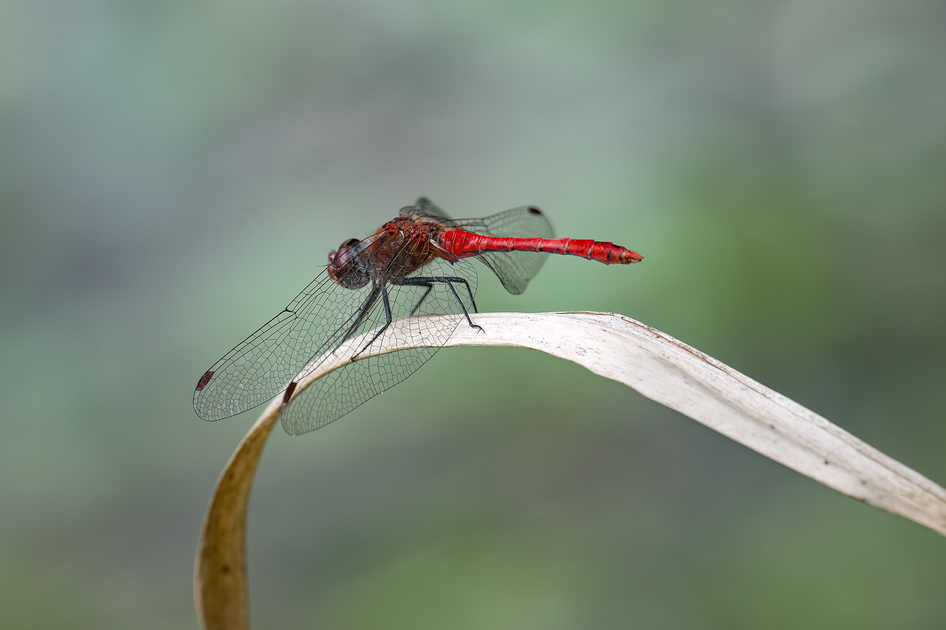 Sympetrum sanguineum
