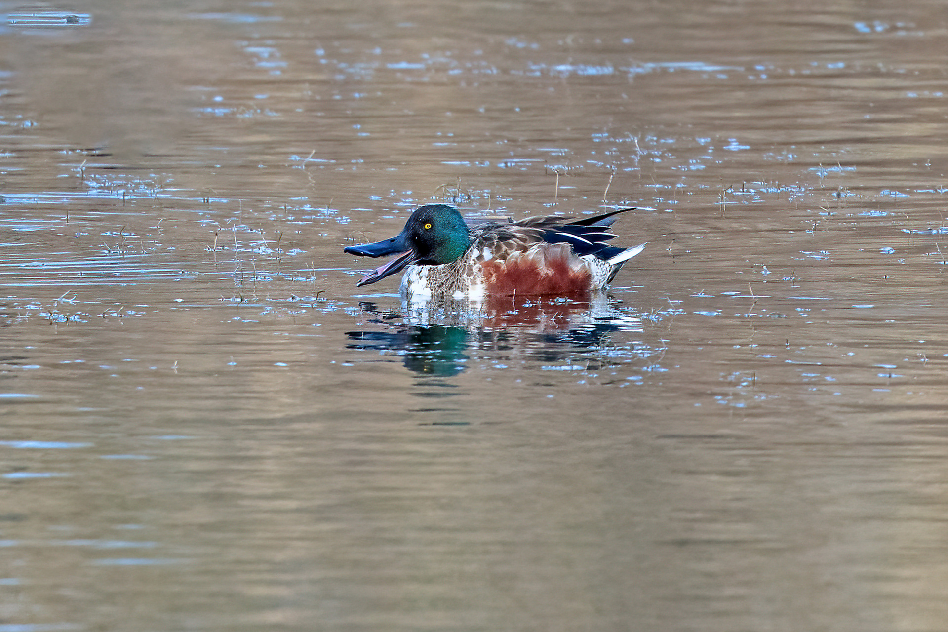 Riserva Sentina - mestolone maschio