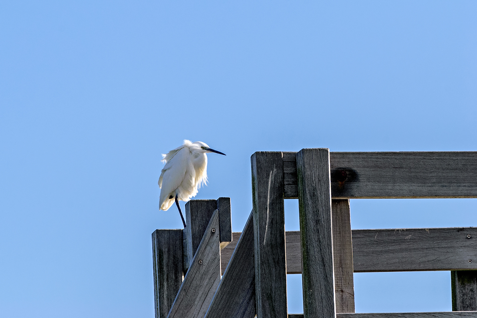 St-Trojan-les-Bains - garzetta