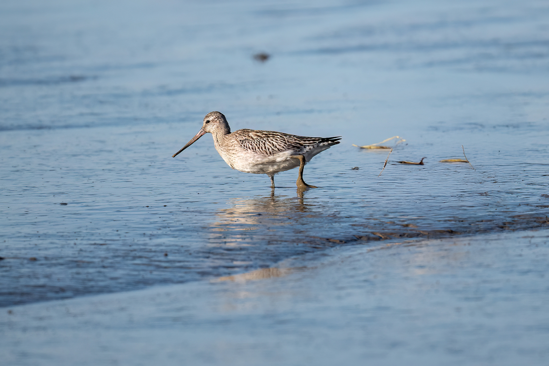 Les Moutiers-en-Retz - Pittima minore