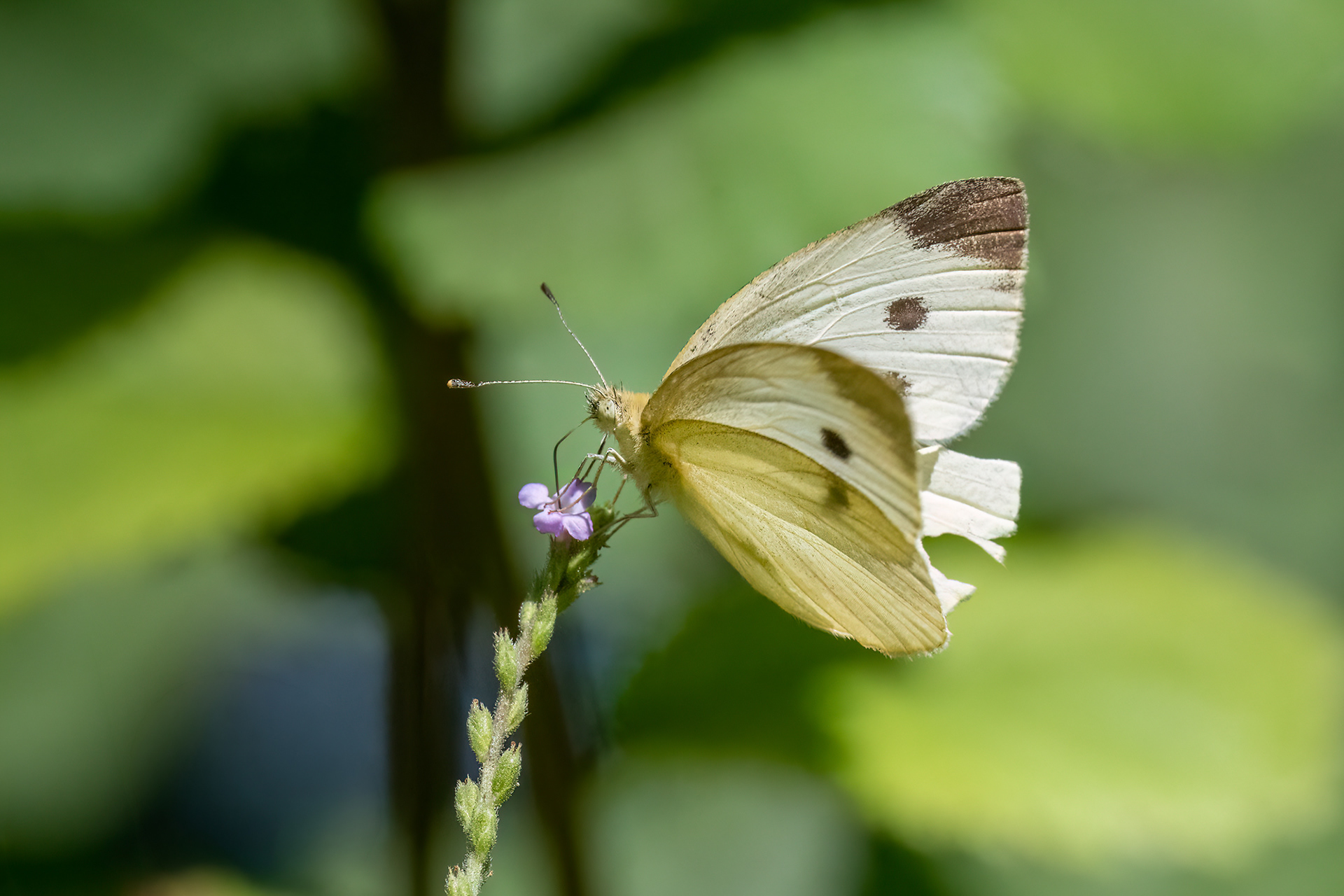 Cavolaia minore - Pieris rapae