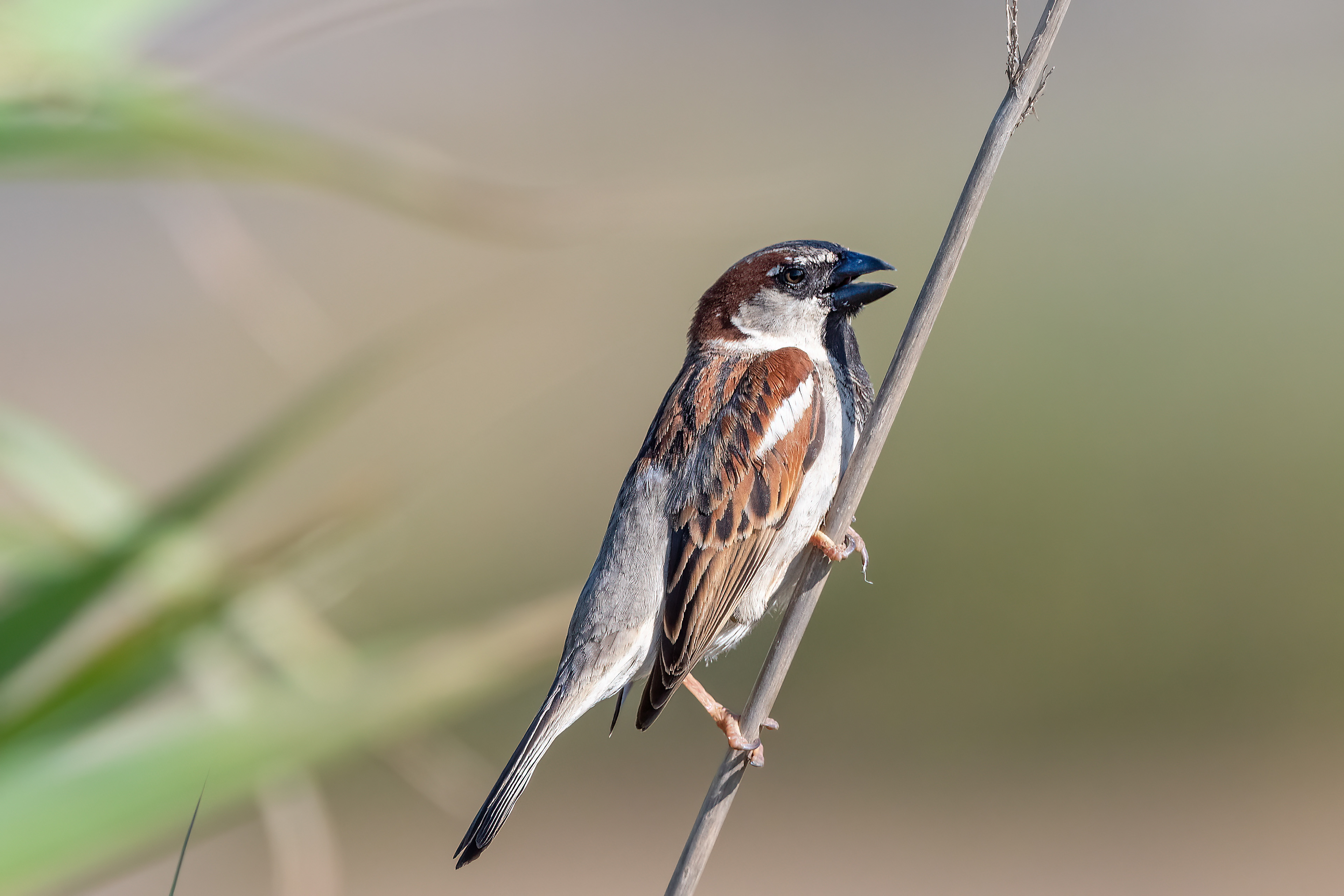 Passera oltremontana