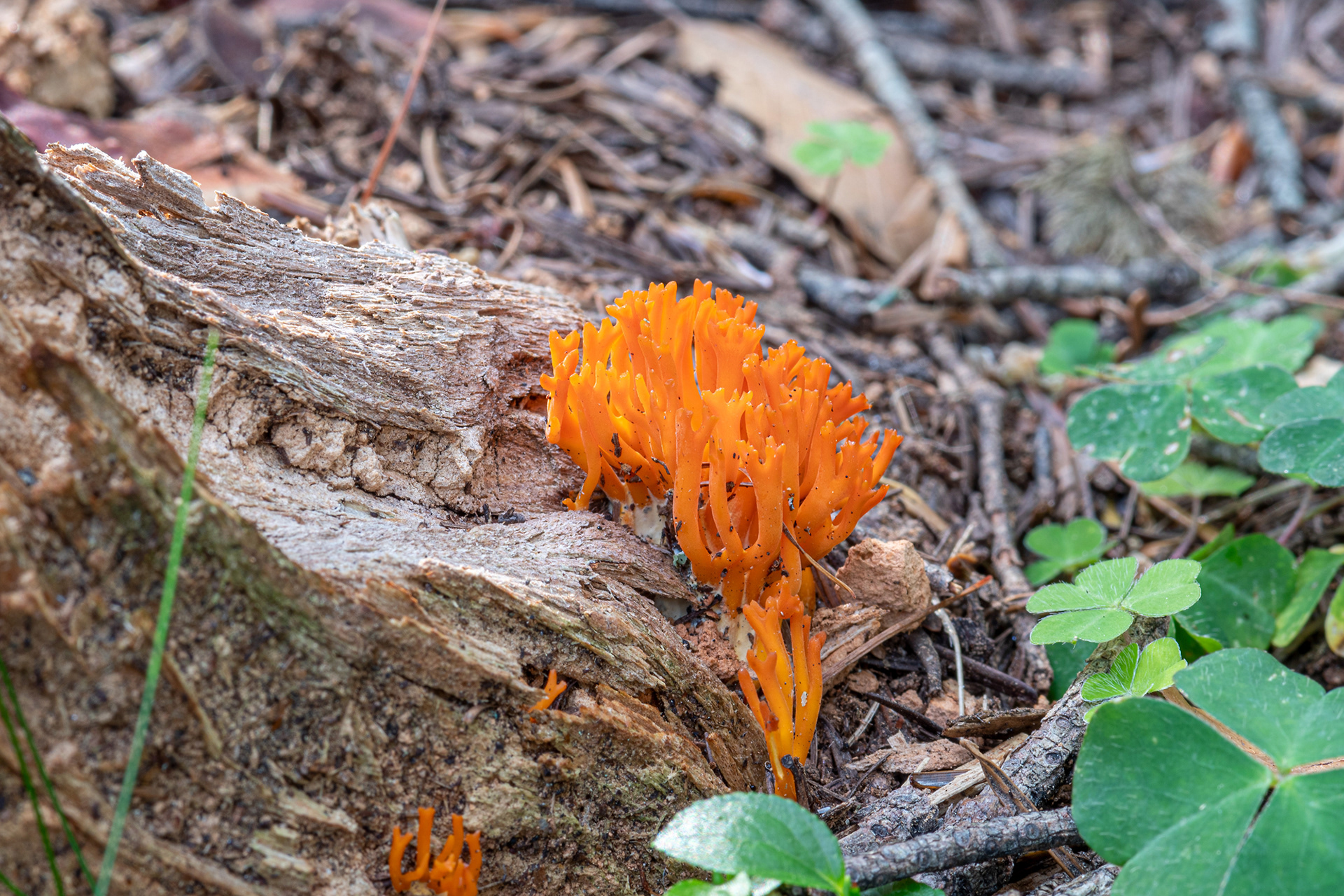 Calocera viscosa