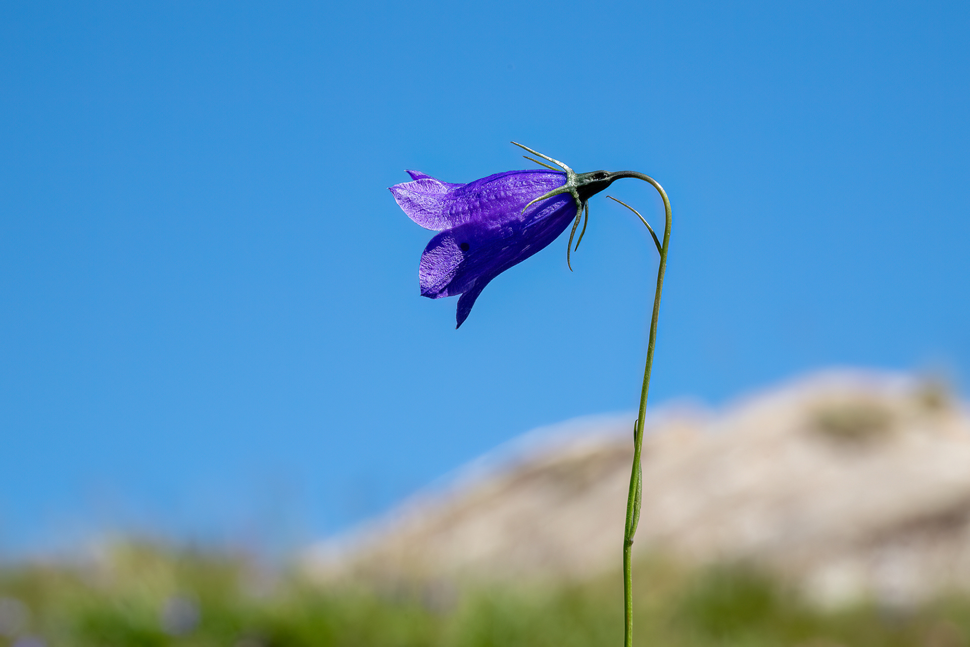 campanule