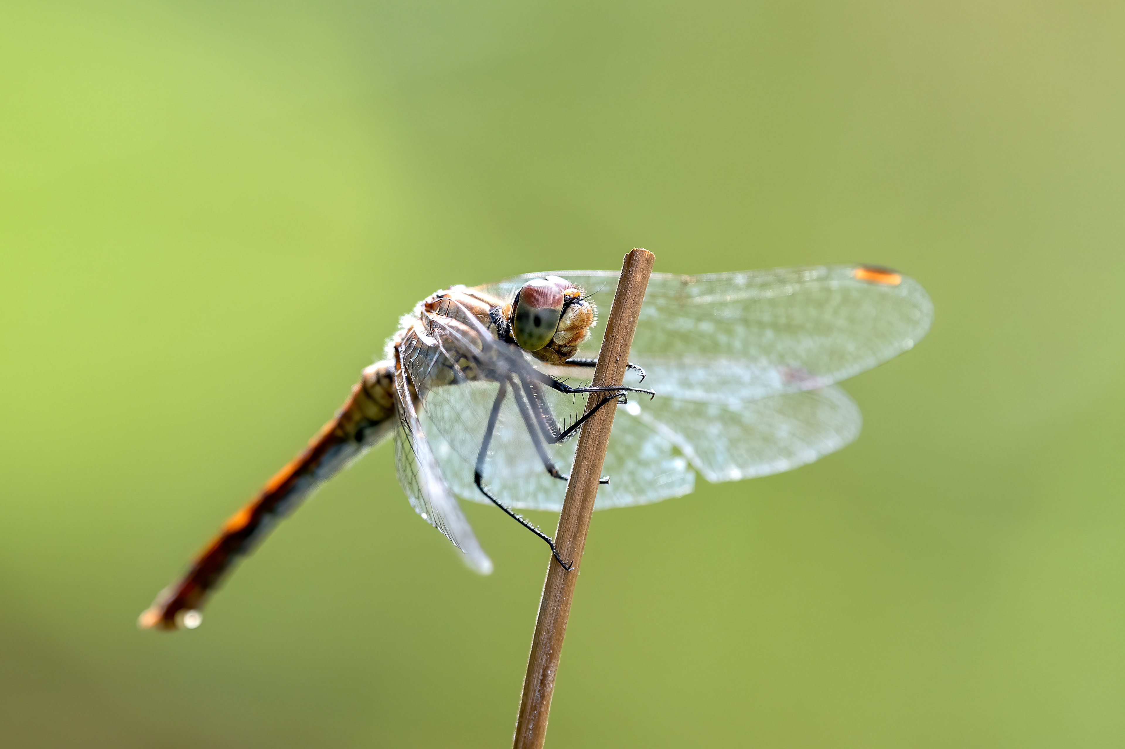 Sympetrum sanguineum