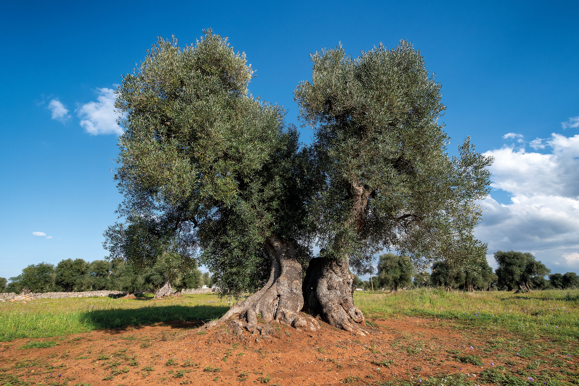 Piana degli ulivi di Ostuni