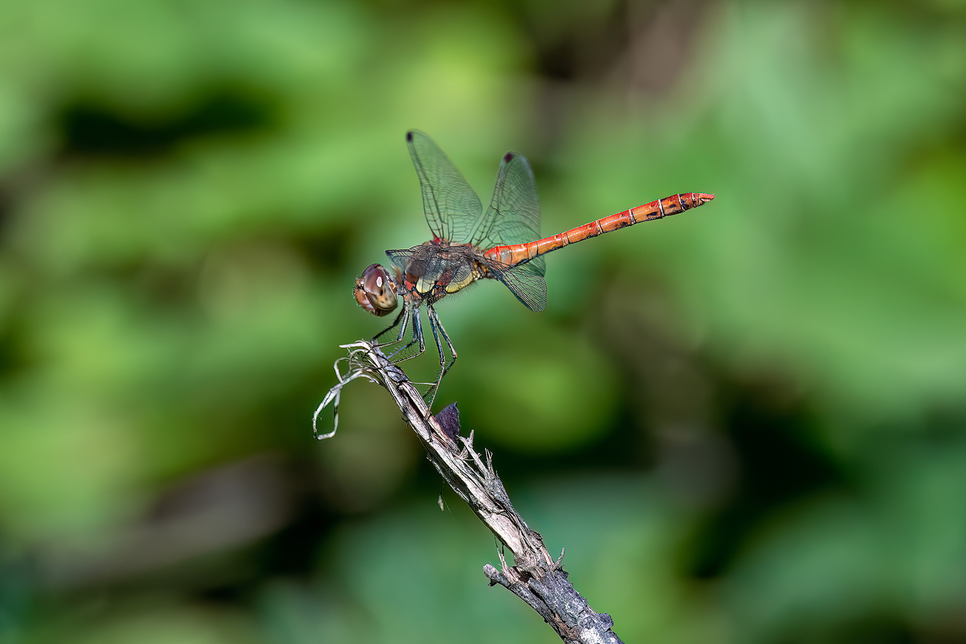 Sympetrum striolatum maschio
