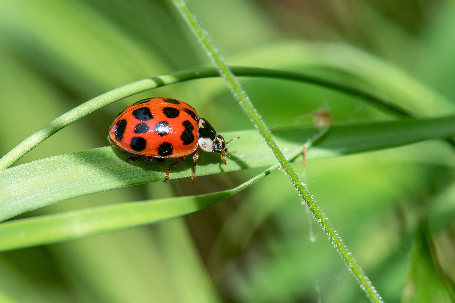 Coccinella arlecchino