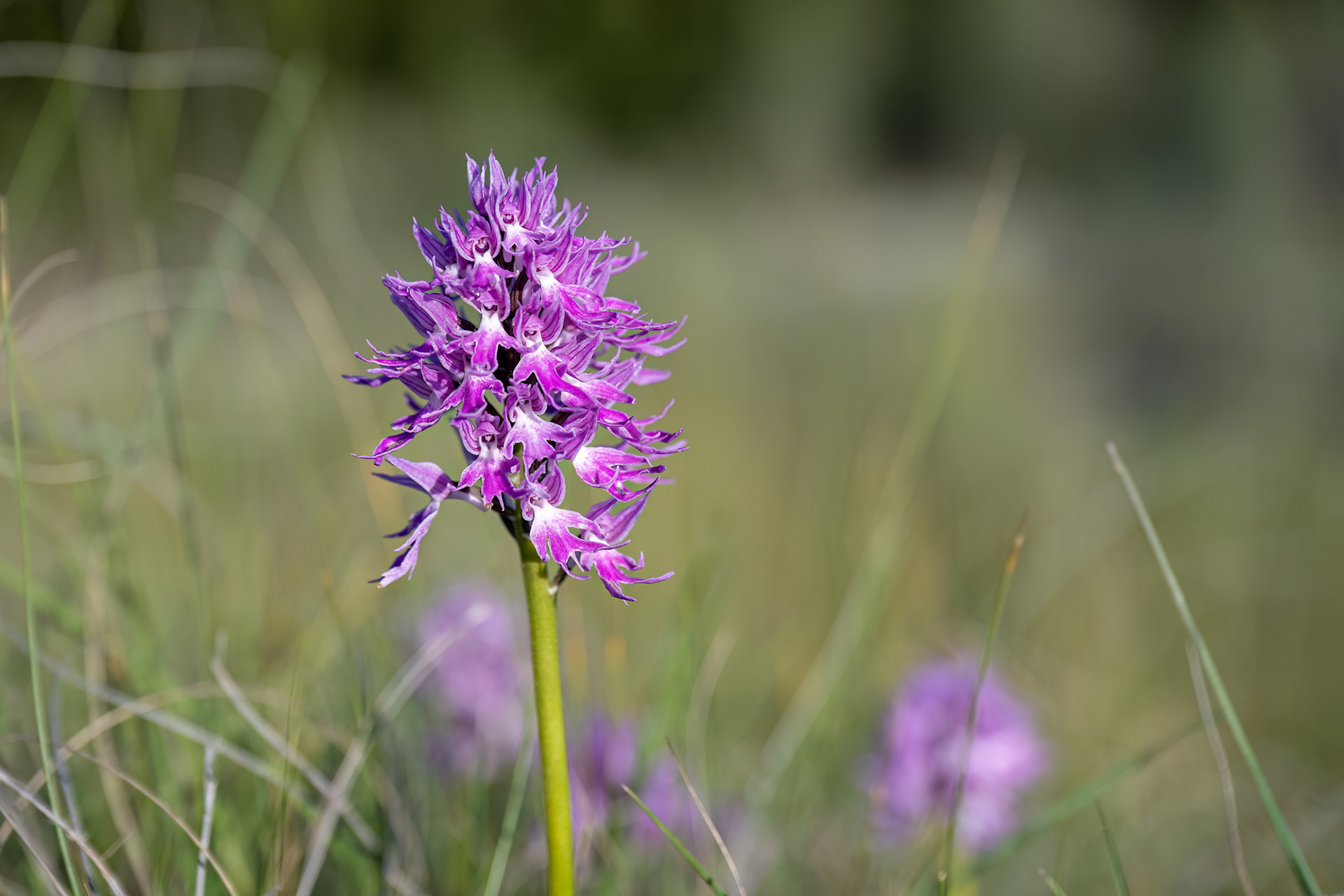 Orchis italica