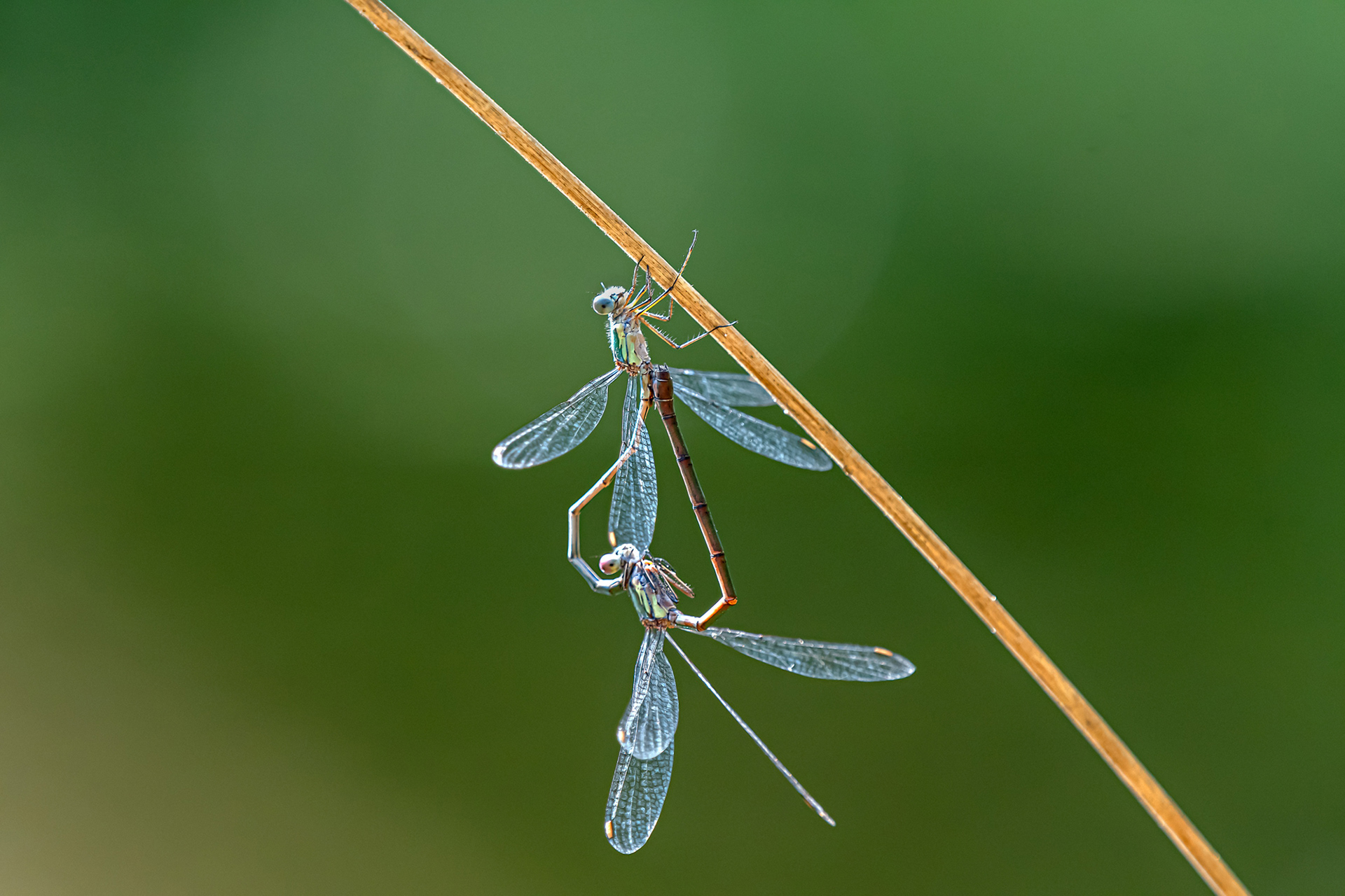 Lestes viridis