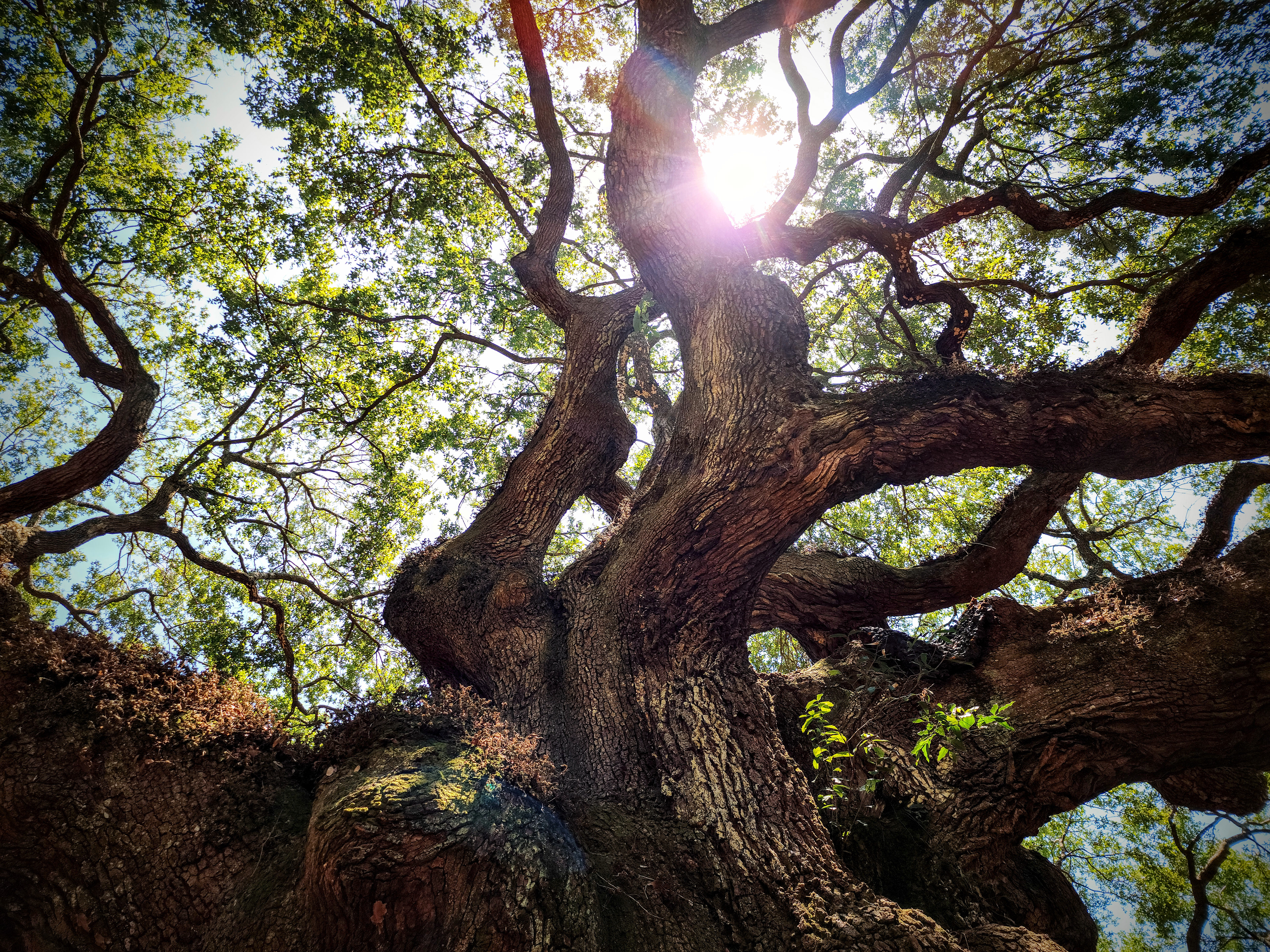 Angel Oak