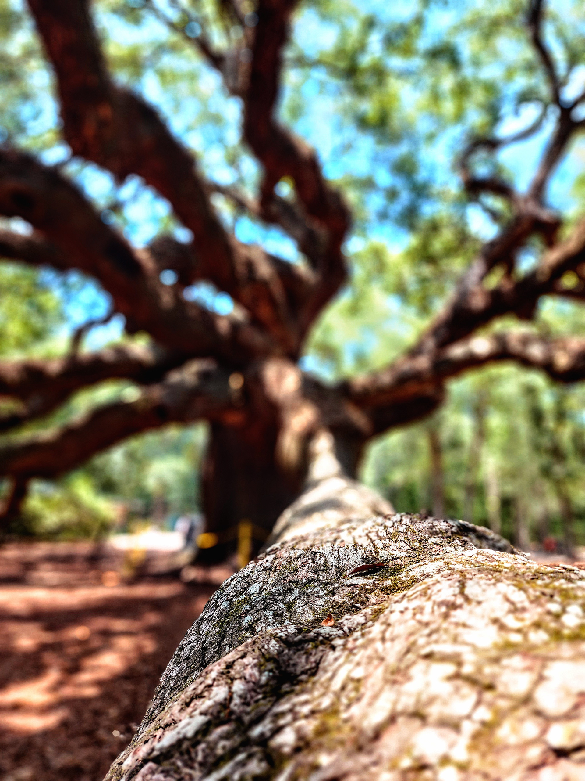 Angel Oak Selfie