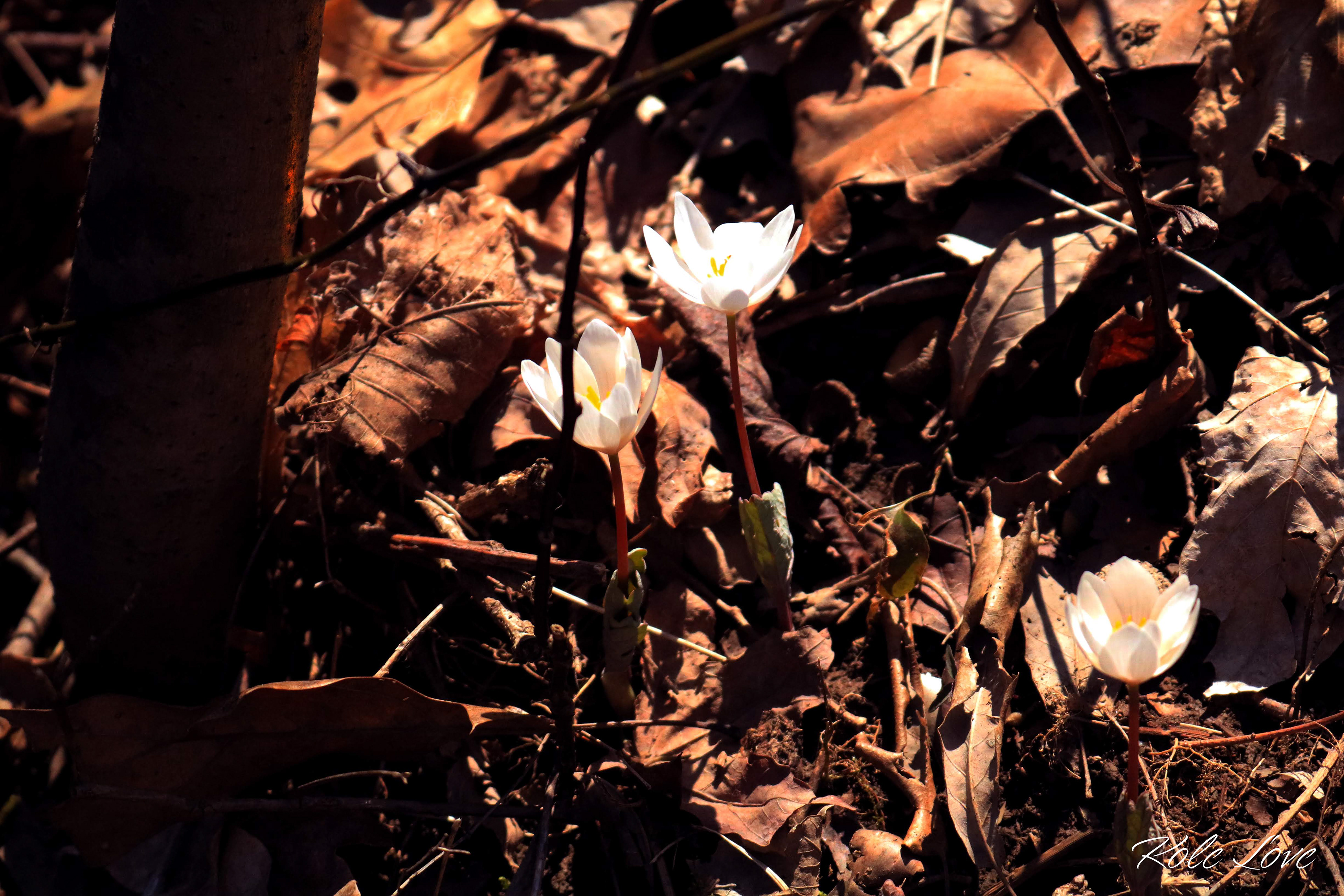 Bloodroot Flower