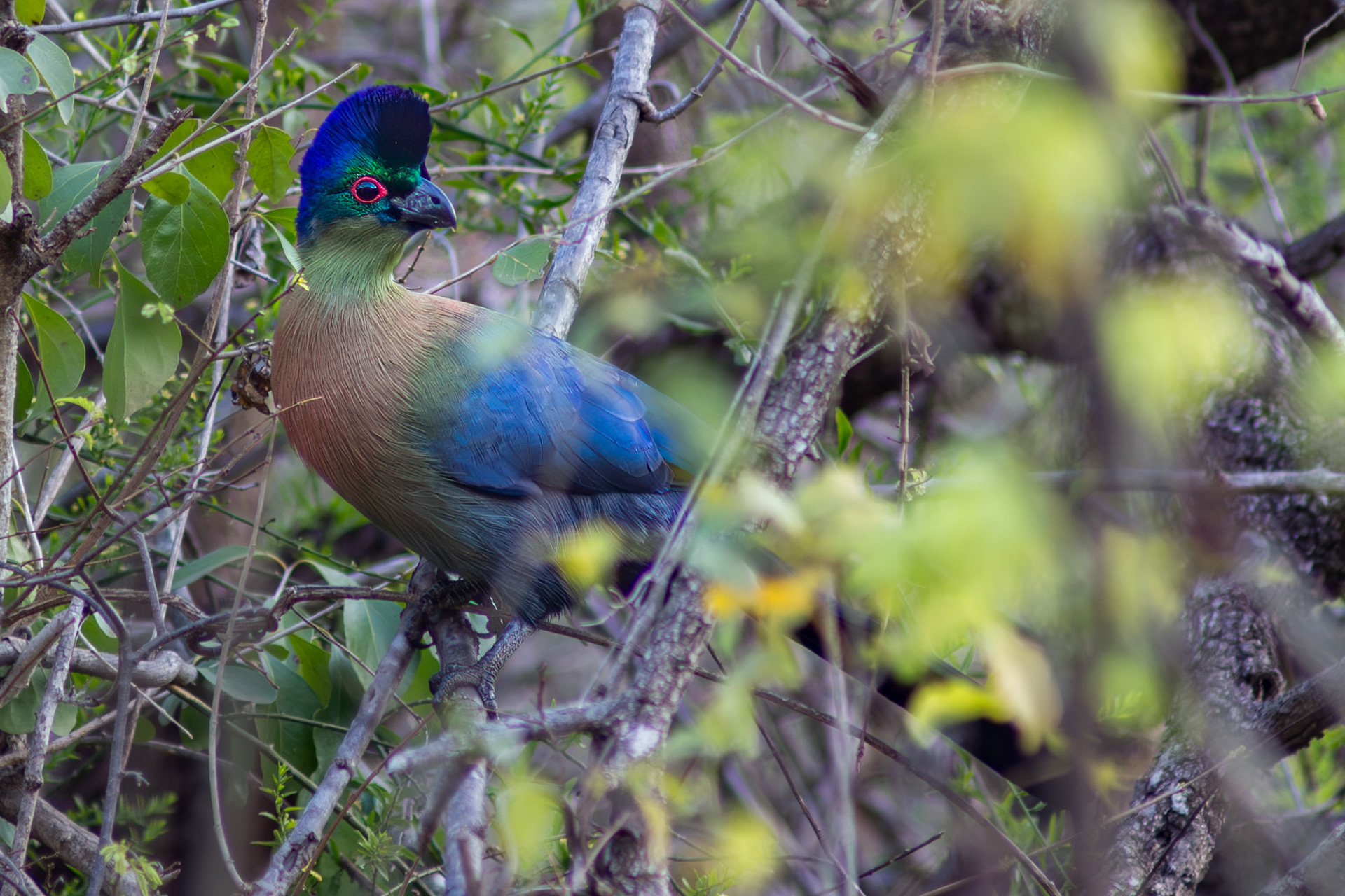 Purple Crested Turaco. Ithala, South-Africa