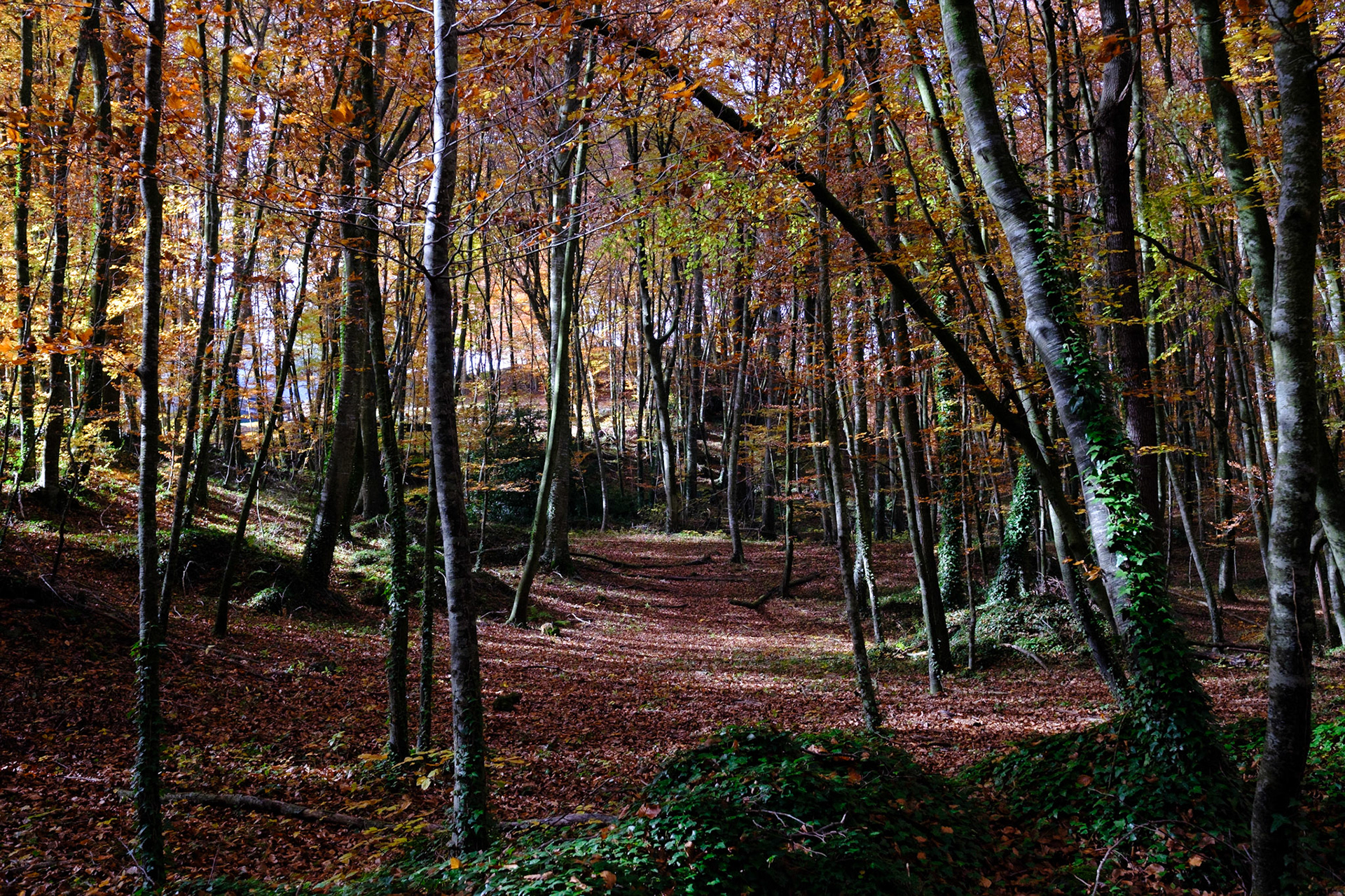 La fageda d'en Jordá
