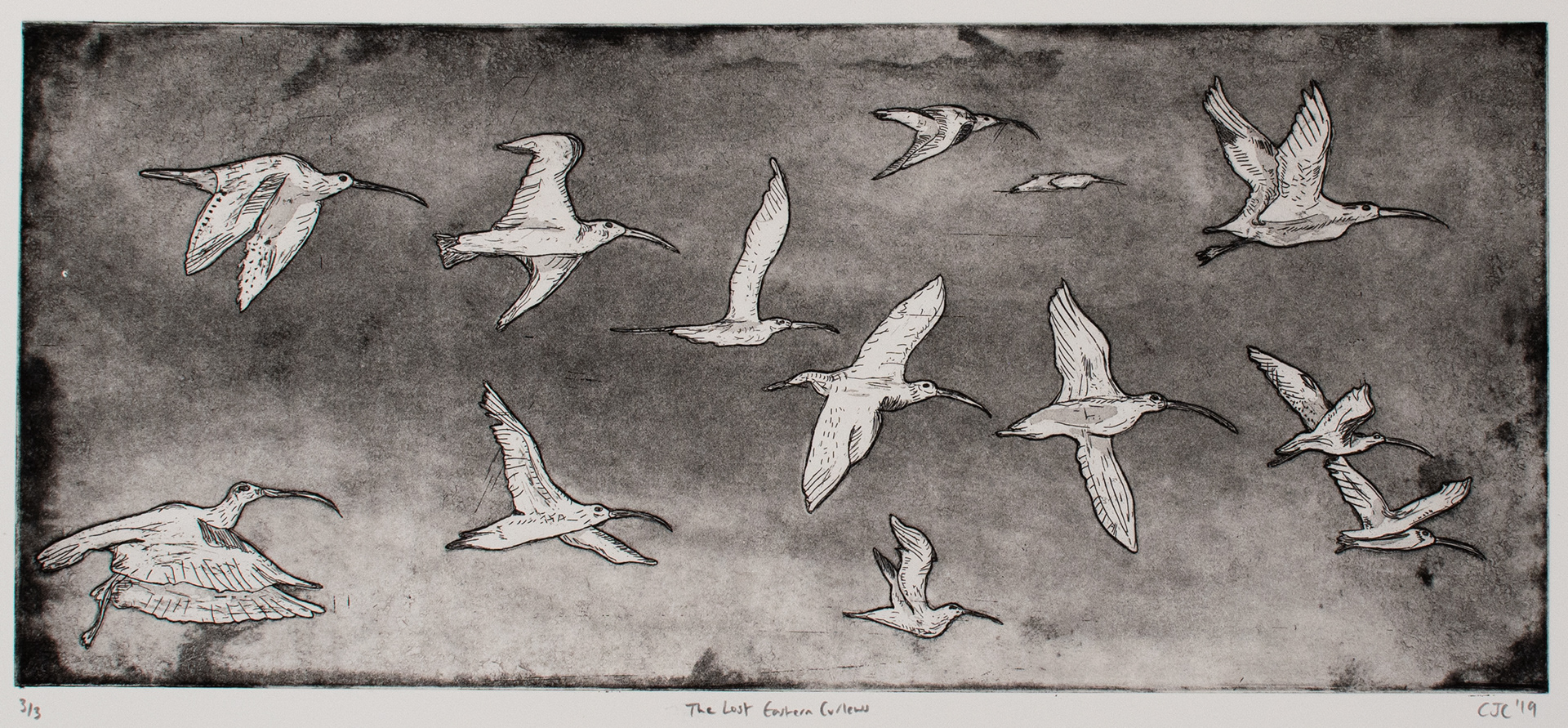 The last Eastern Curlews, 2019, etching and aquatint