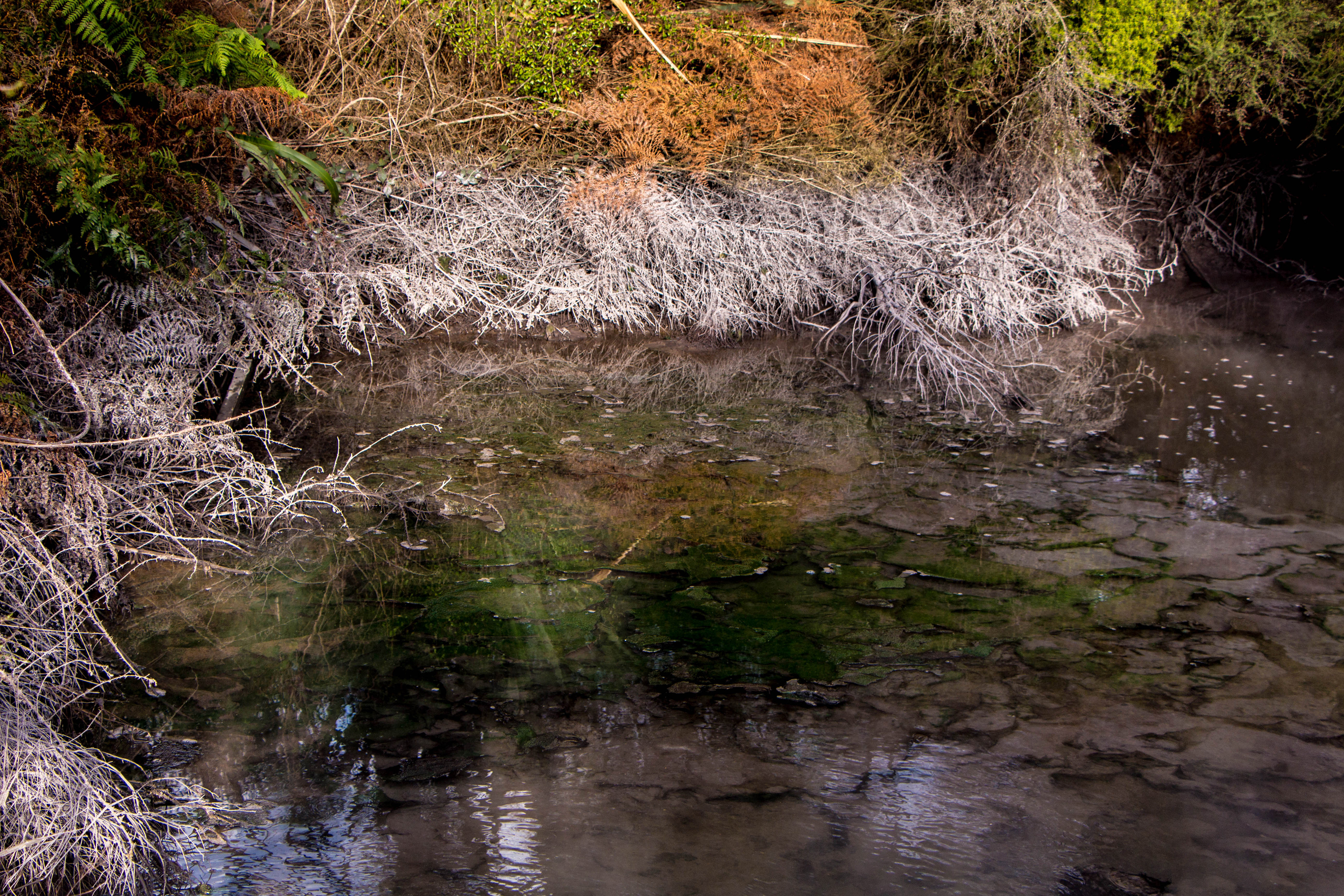 Kuirau park, rotorua, nouvelle zélande, activité géothermique