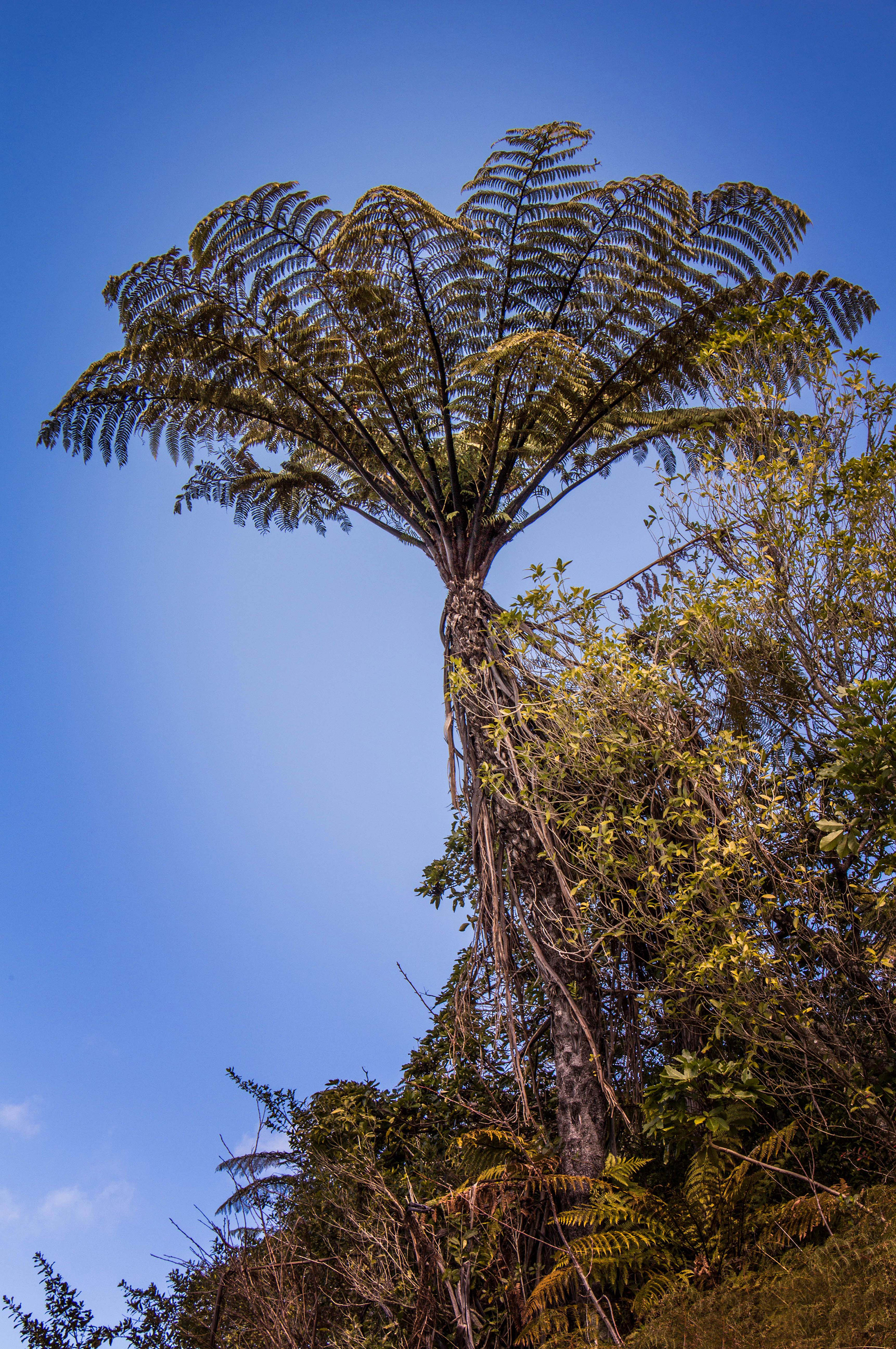 rotorua, nouvelle zélande, skyline, fougère arborescente