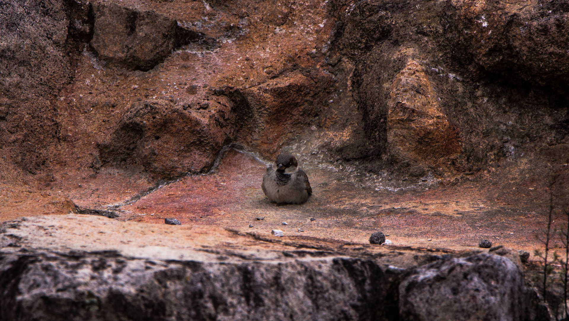 Kuirau park, rotorua, nouvelle zélande, activité géothermique, oiseau