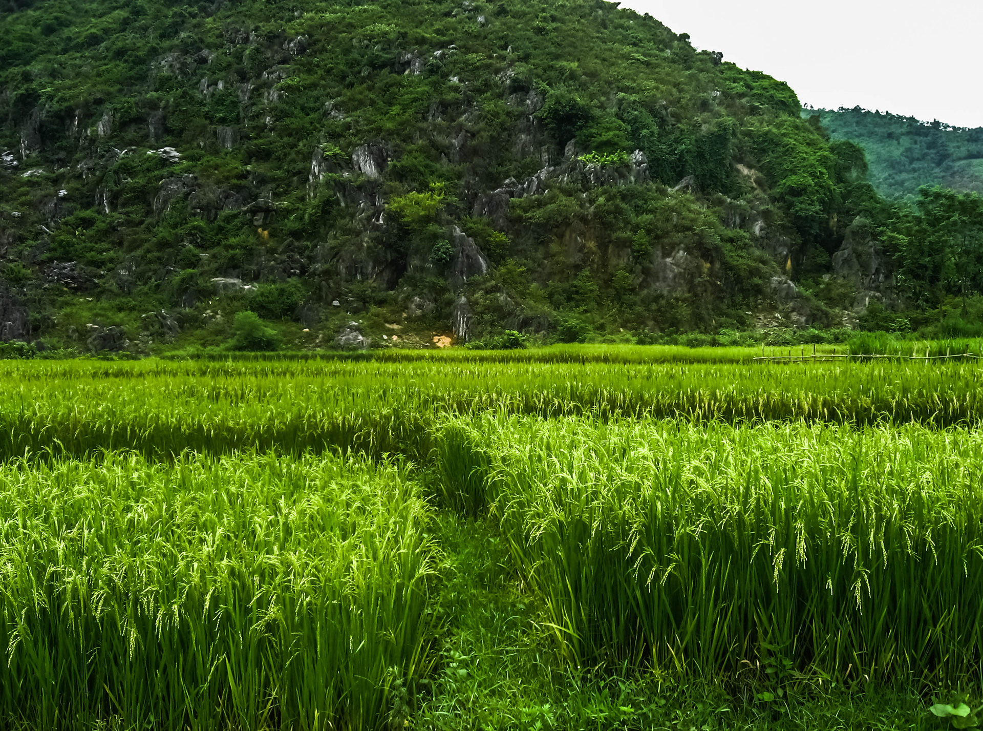 Vietnam du nord, randonnée, vallée de Luong Son, Hoa Binh., campagne, montagne Nang Hang, rivière Bui, rizières, lac, piton de calcaires