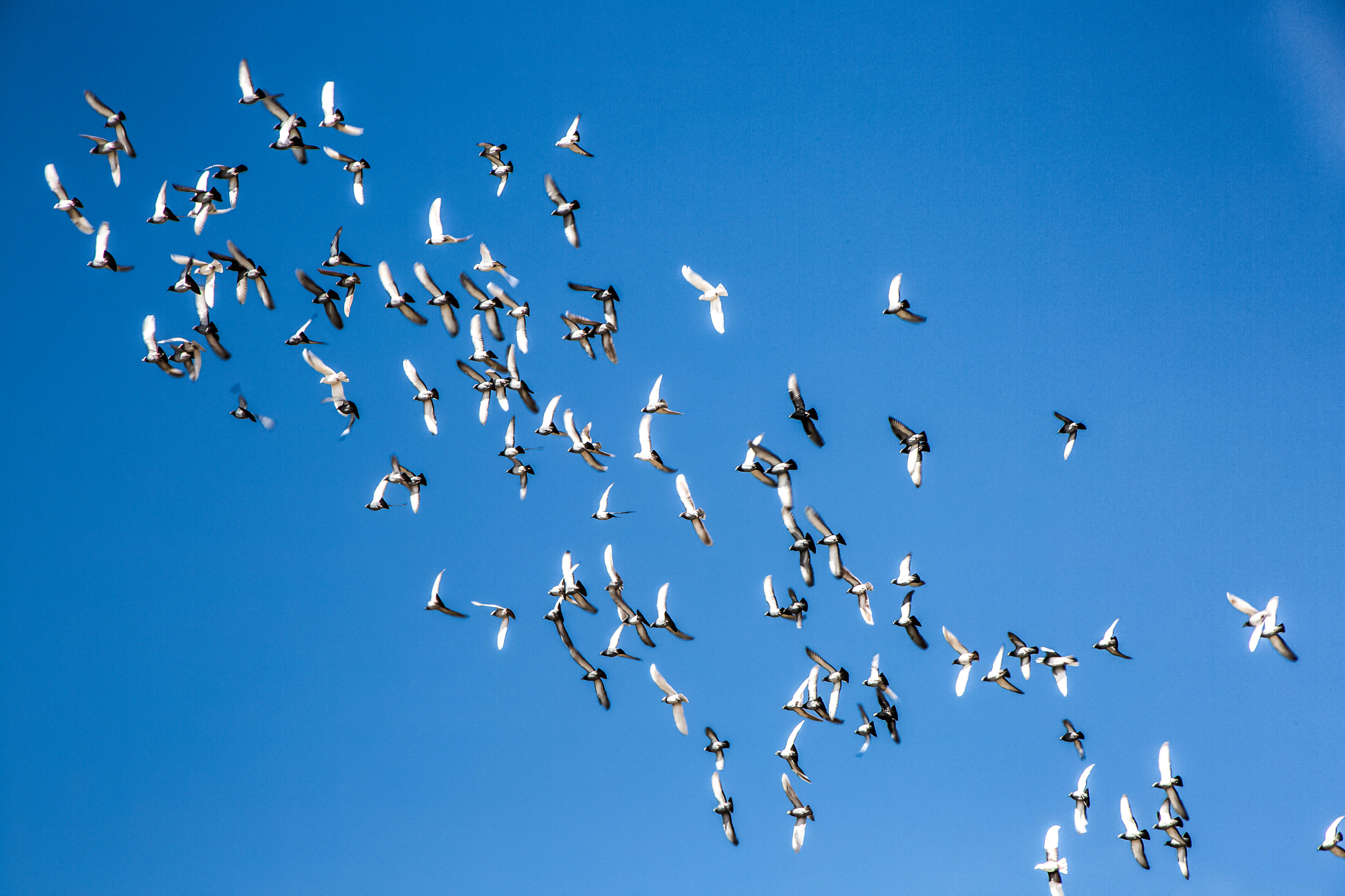 vol d'oiseaux migrateurs en groupe