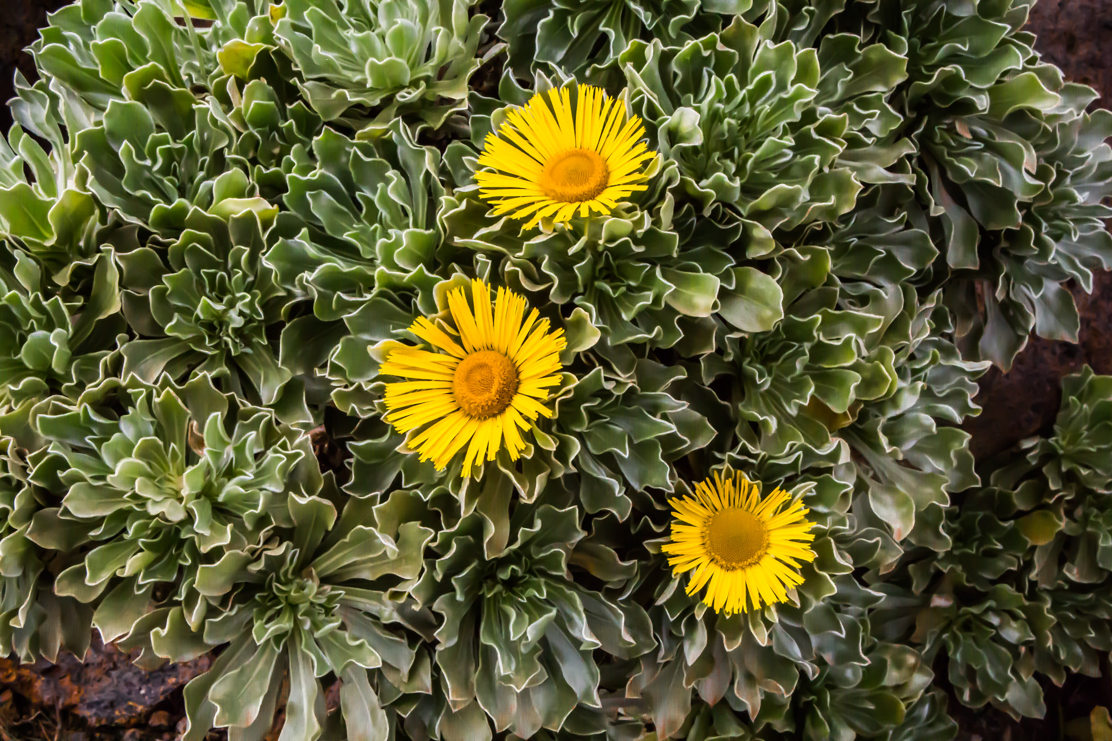 pic de zarza, oreille de l'âne, randonnée, parc naturel de jandia, biodiversité, fuerteventura, randonnée, esteriscus sericeus