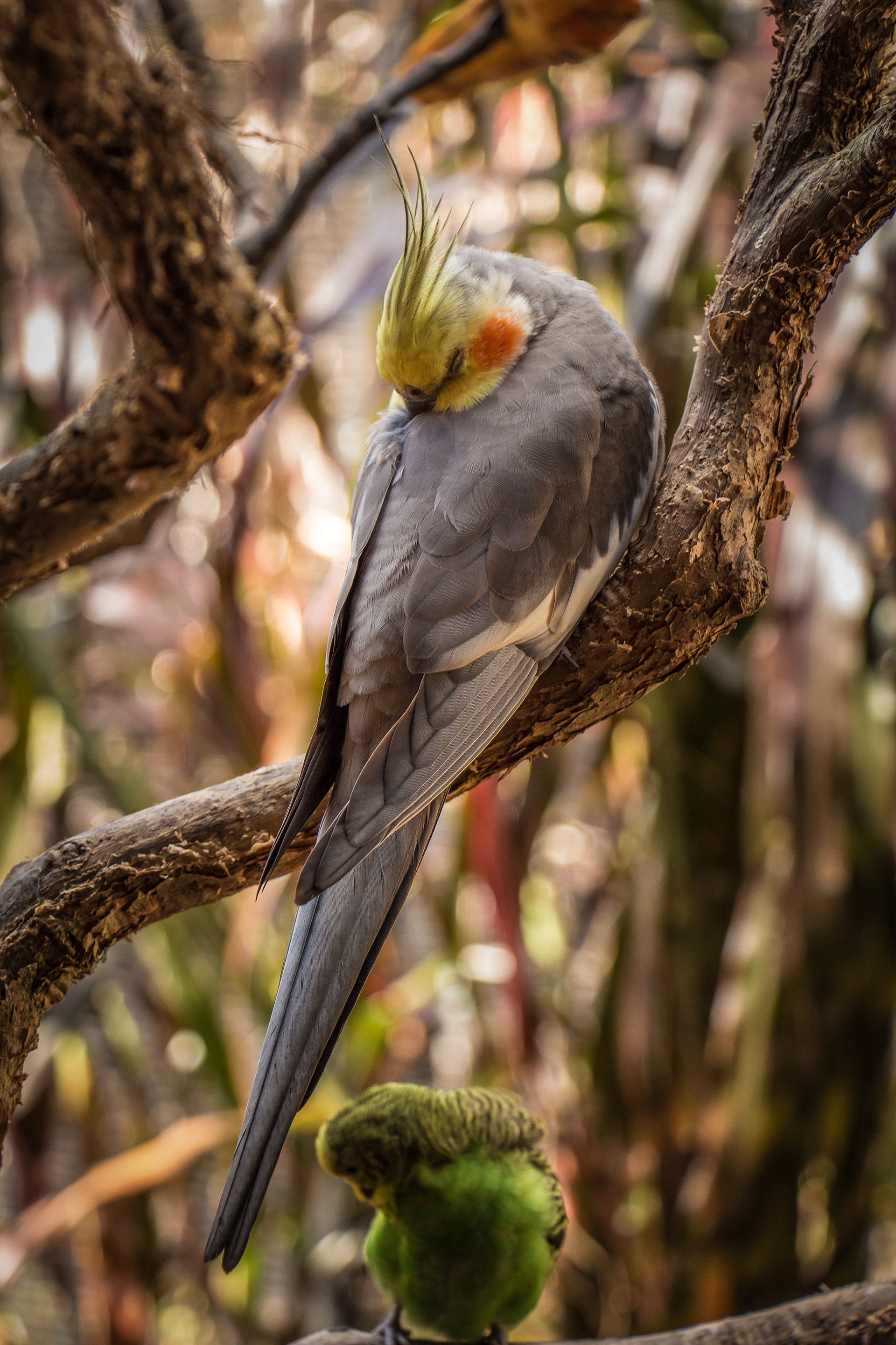 Cockatiel