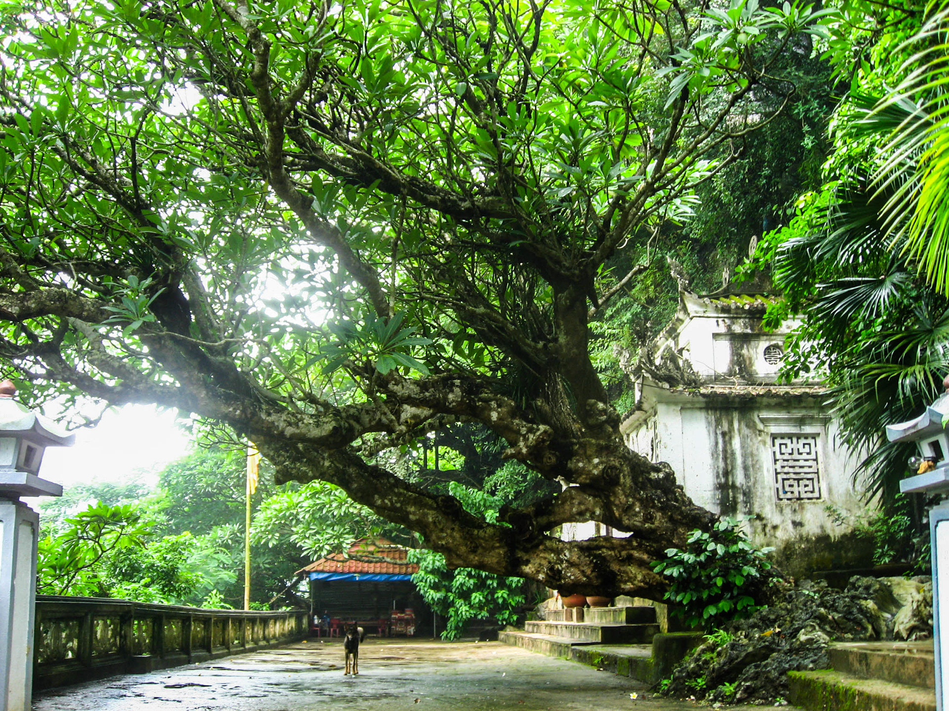 Pagode des parfums, Chùa Hương, Hương Sơn, montagne du parfum, escalier, sentier, frangipanier, pagode