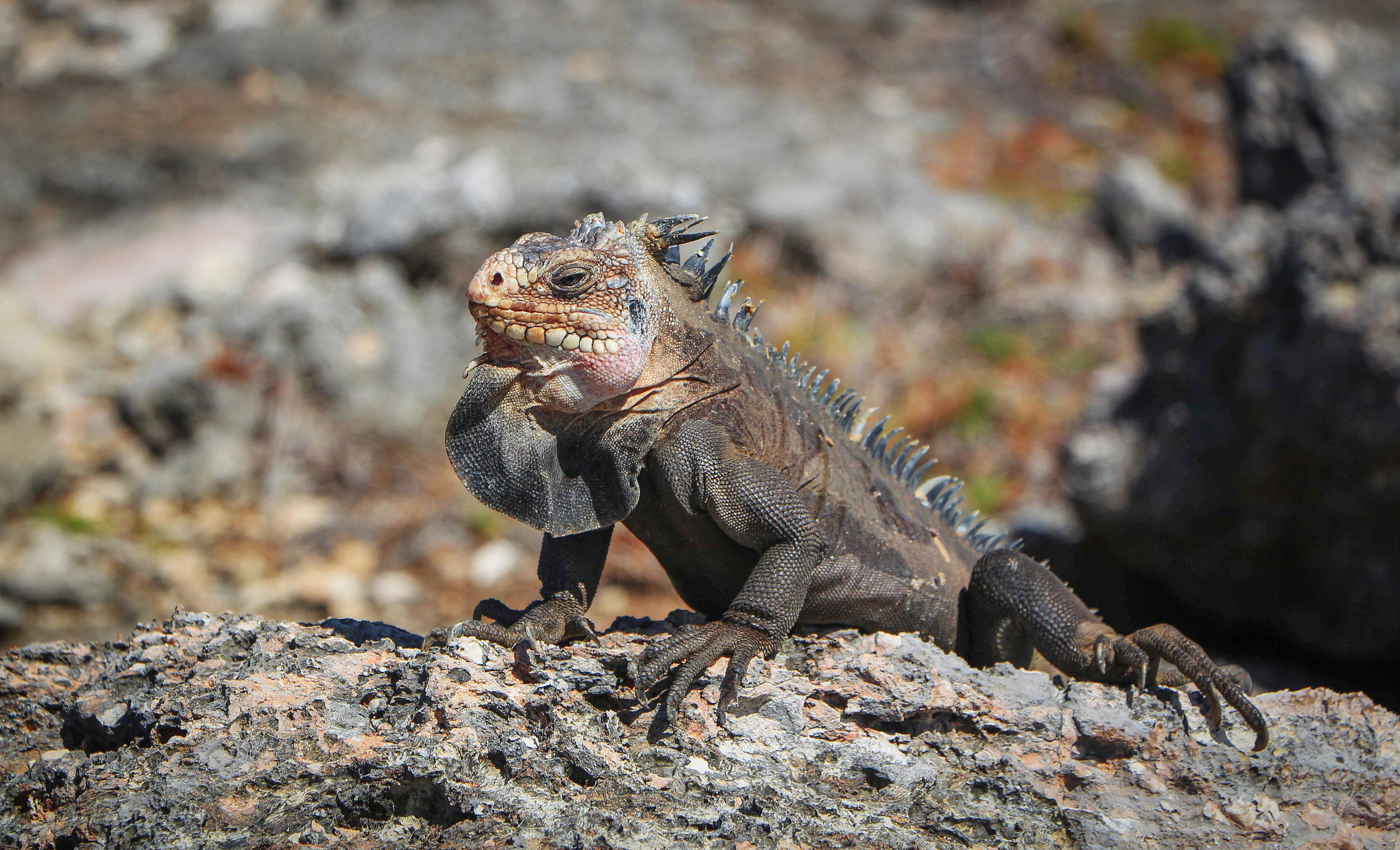 iguane commun, petite terre, guadeloupe