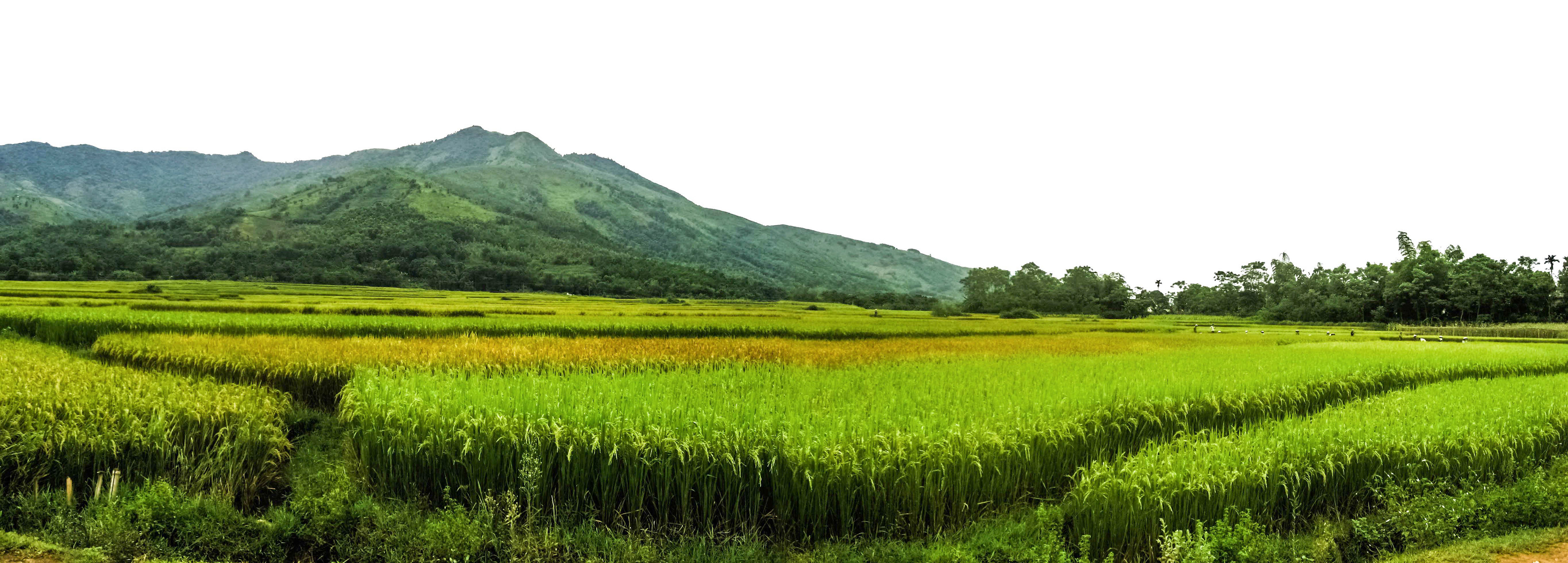 Vietnam du nord, randonnée, vallée de Luong Son, Hoa Binh., campagne, montagne Nang Hang, rivière Bui, rizières, lac, piton de calcaires