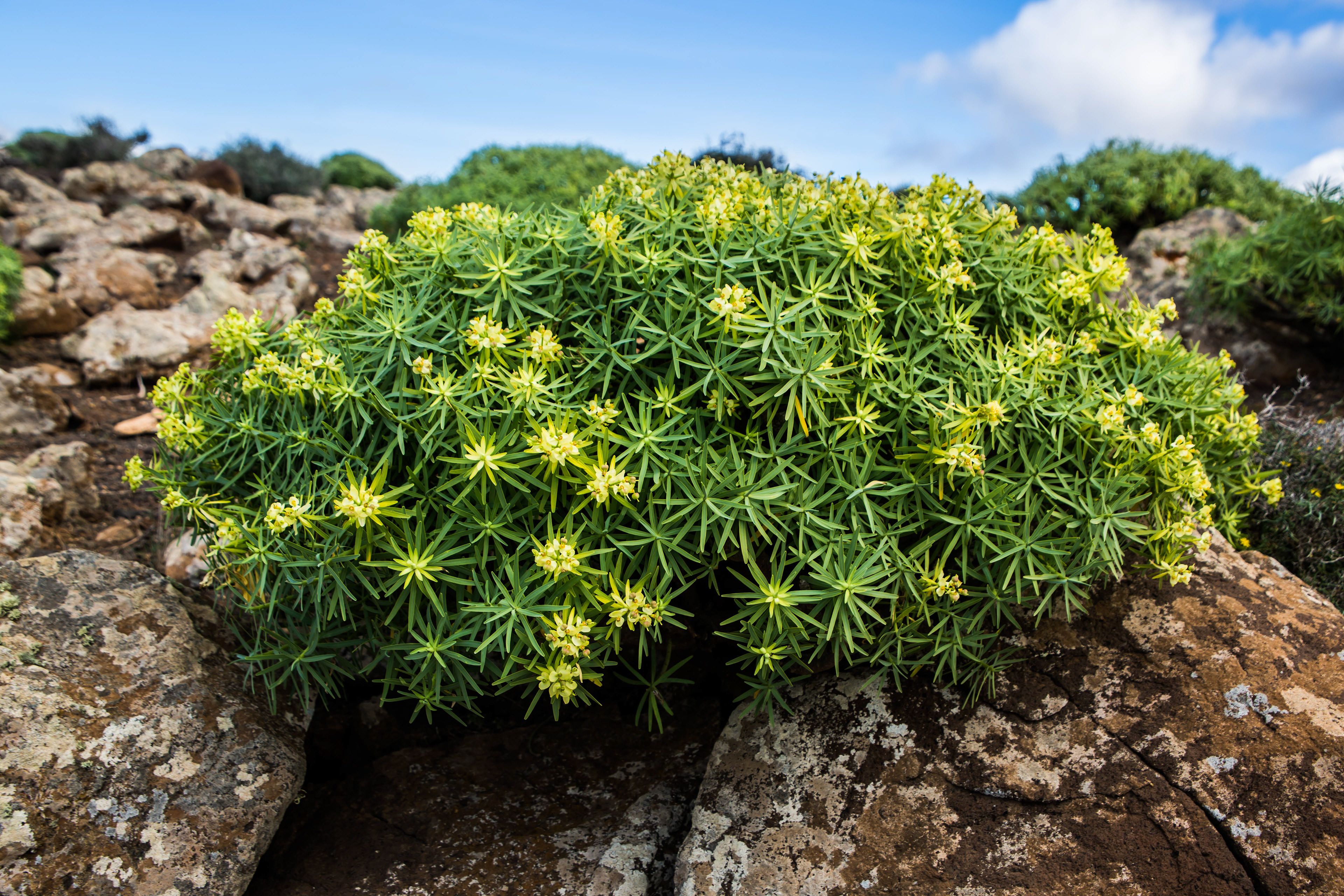 pic de zarza, oreille de l'âne, randonnée, parc naturel de jandia, biodiversité, fuerteventura, randonnée, euphorbe regis jubae