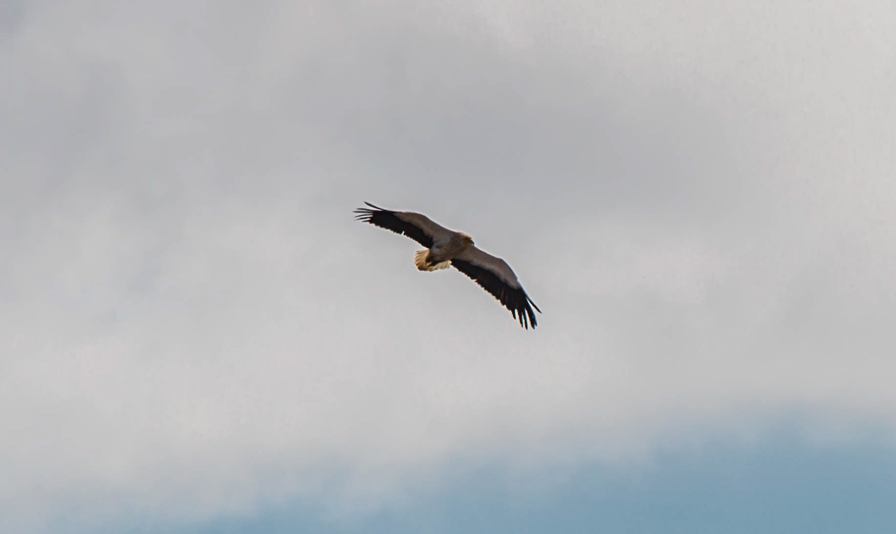 pic de zarza, oreille de l'âne, randonnée, parc naturel de jandia, biodiversité, fuerteventura, randonnée