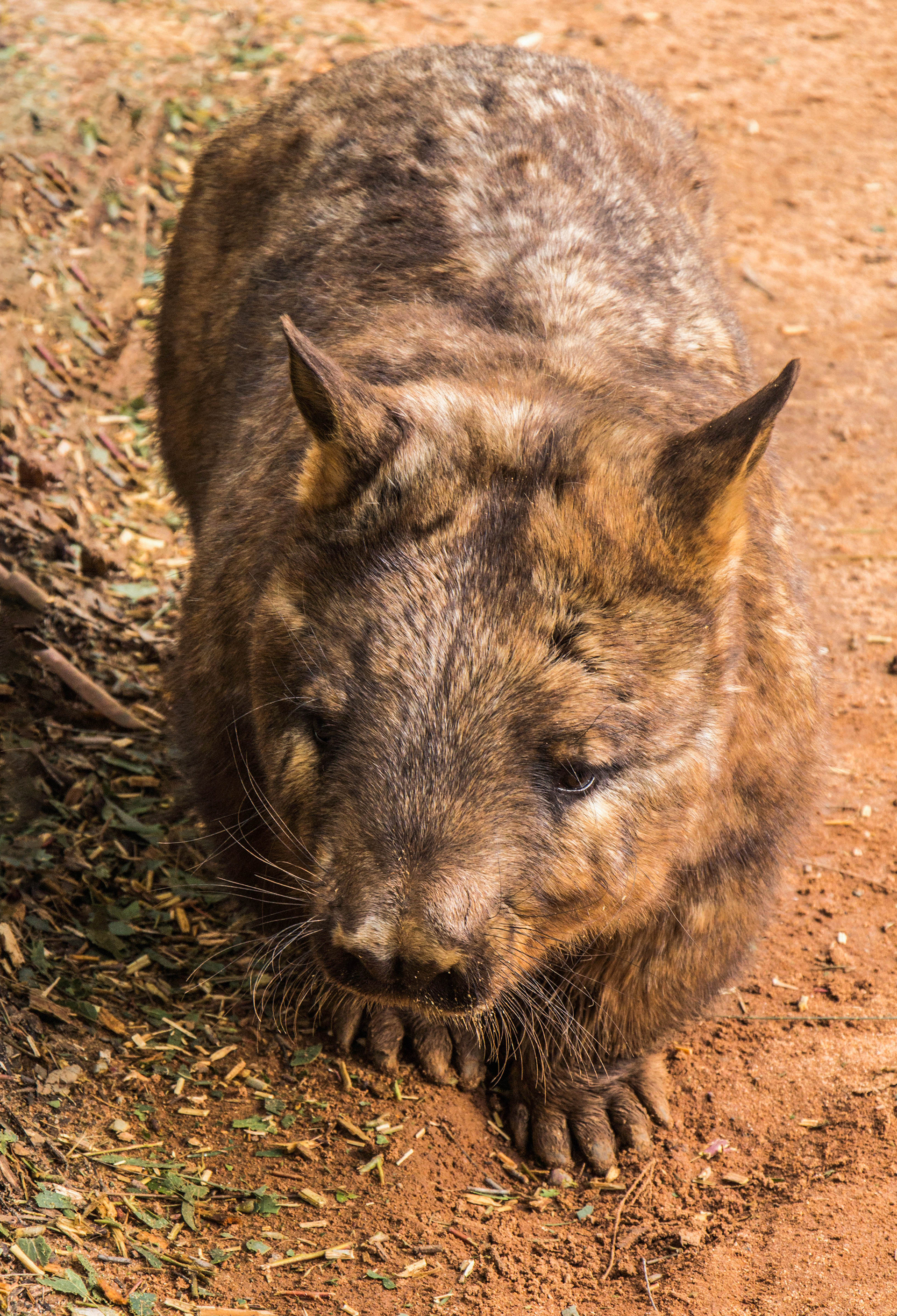Wombat