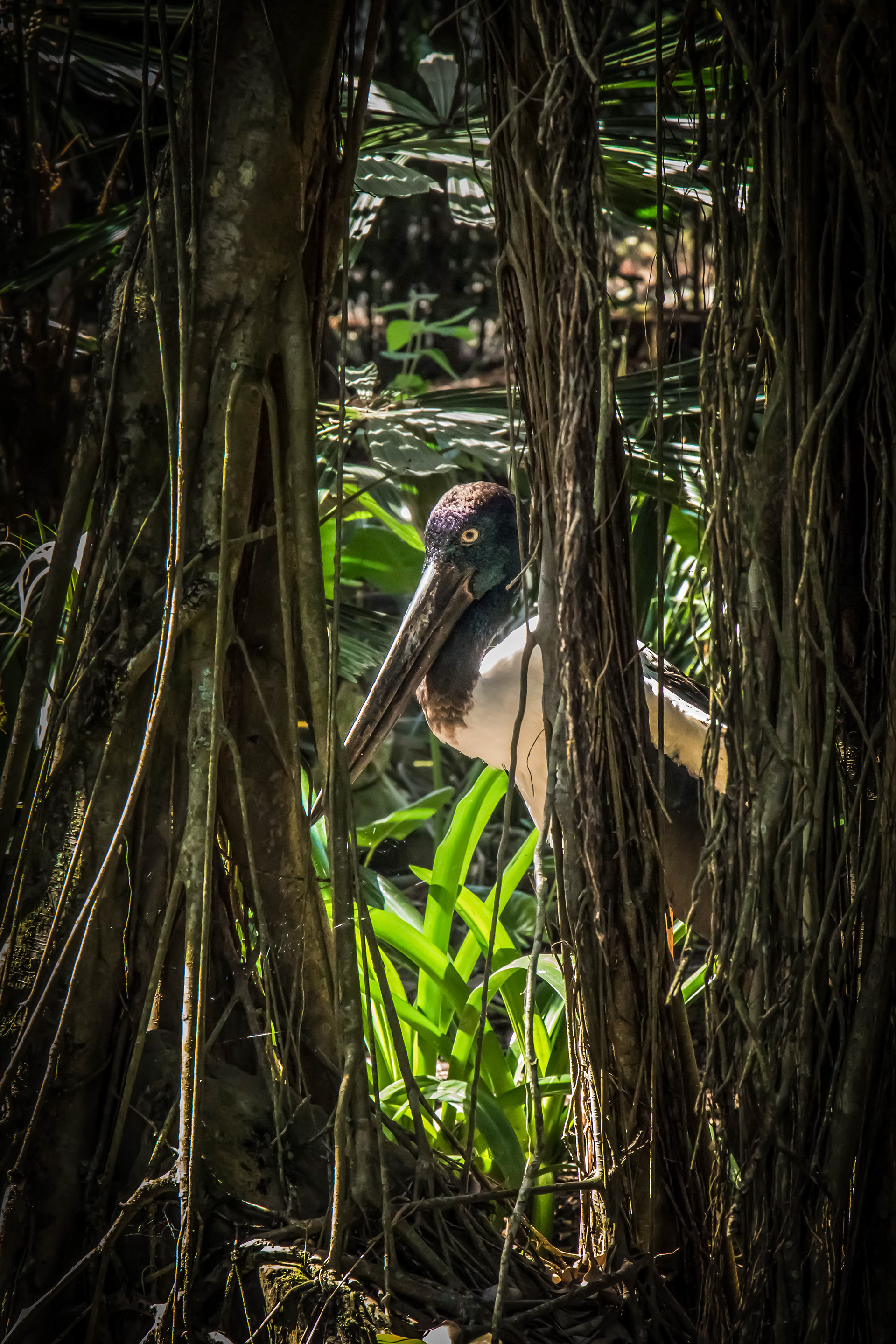 Jabiru