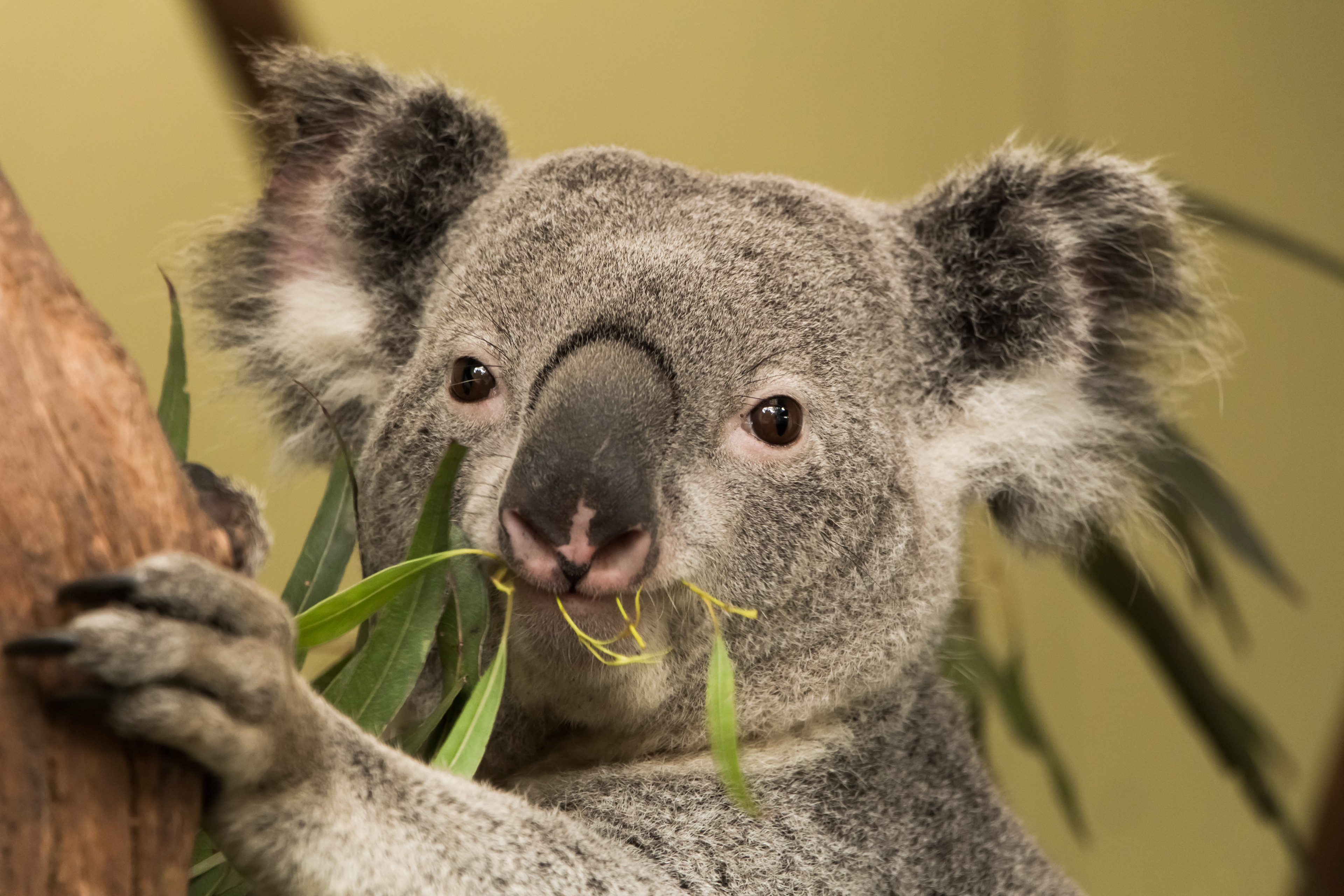 koala, australie