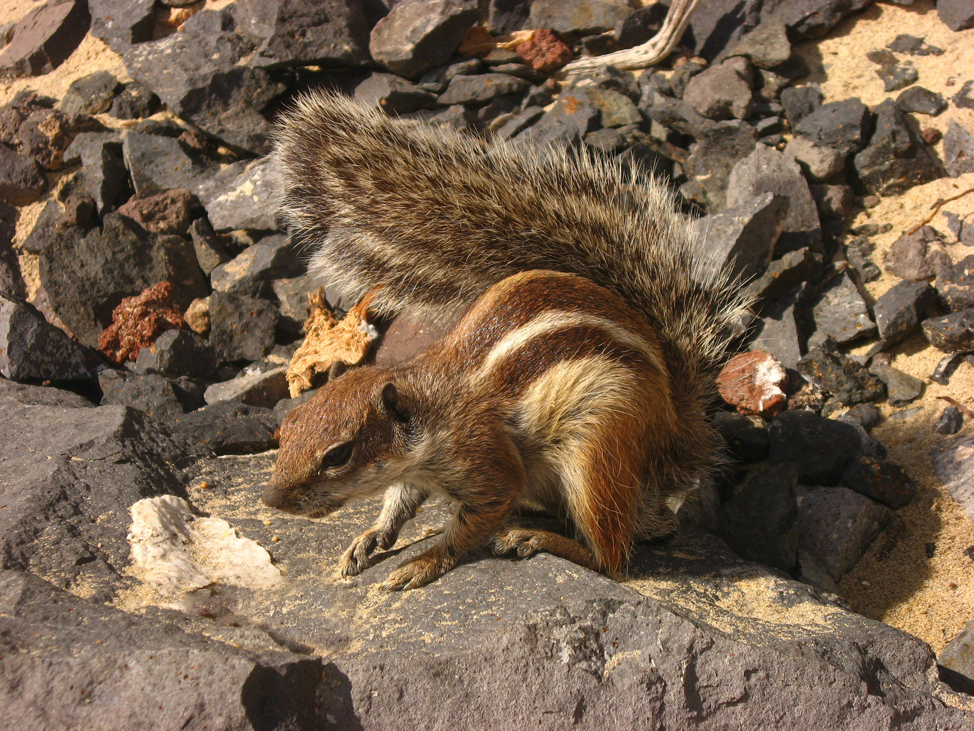 Ecureuil de Barbarie, fuerteventura, plage