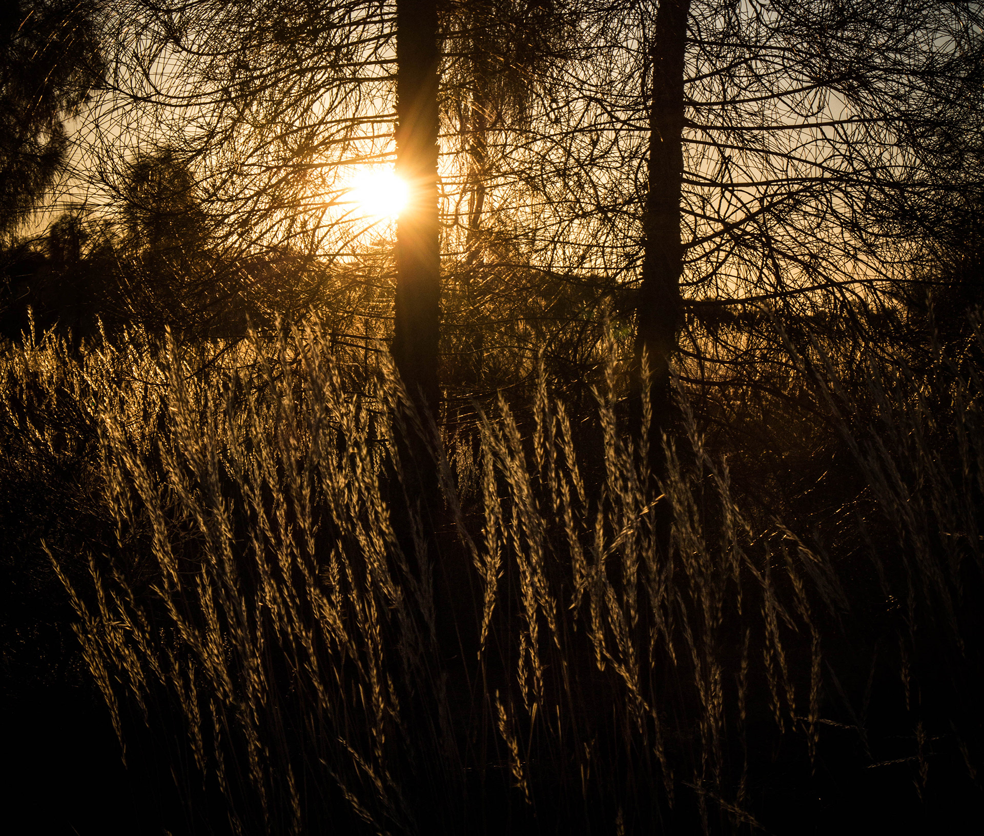 australie, bush australie, outback, centre rouge, uluru, parc national, unesco, ayers rock, coucher de soleil