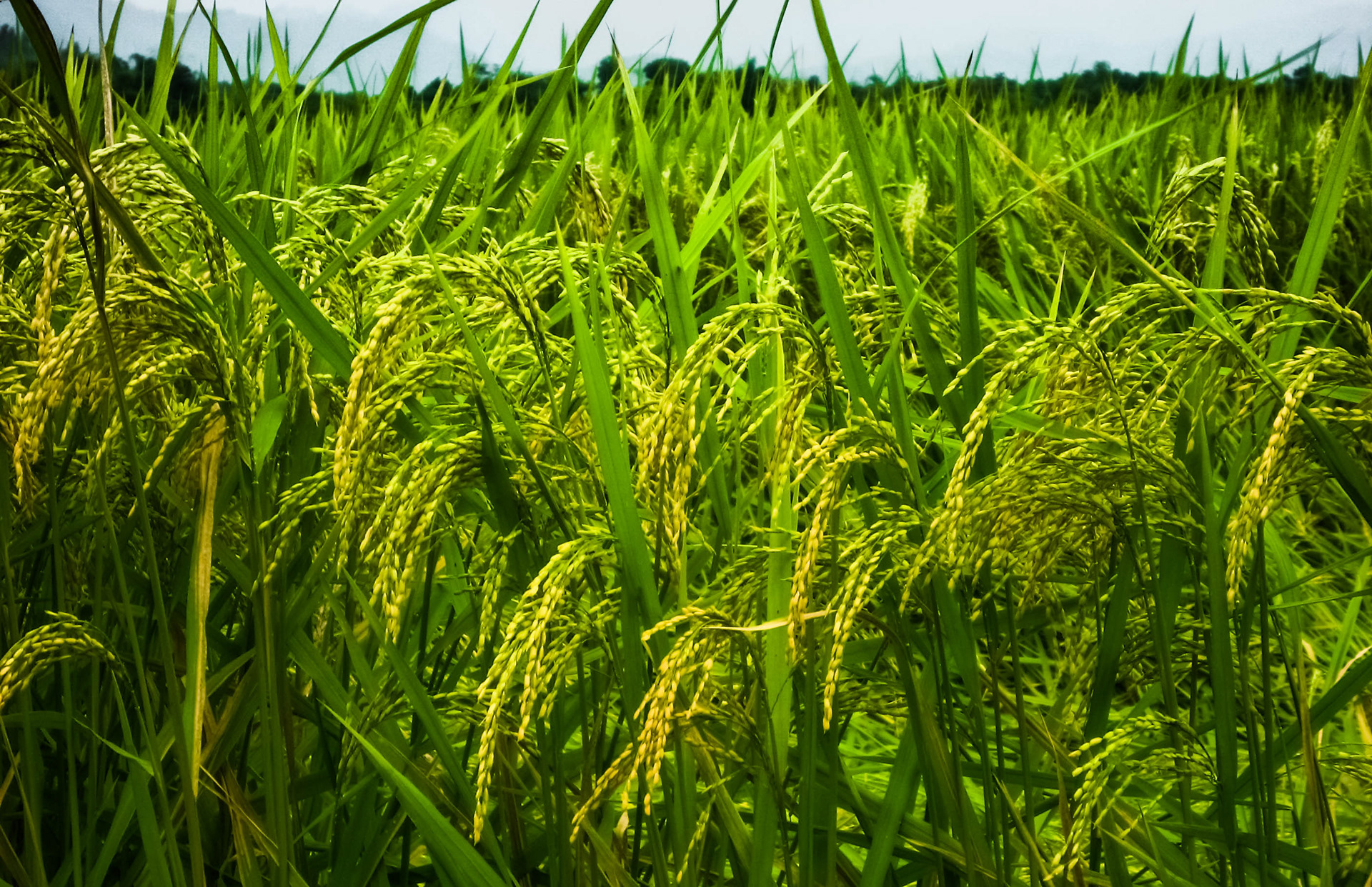 Vietnam du nord, randonnée, vallée de Luong Son, Hoa Binh., campagne, montagne Nang Hang, rivière Bui, rizières, lac, piton de calcaires, épis de riz