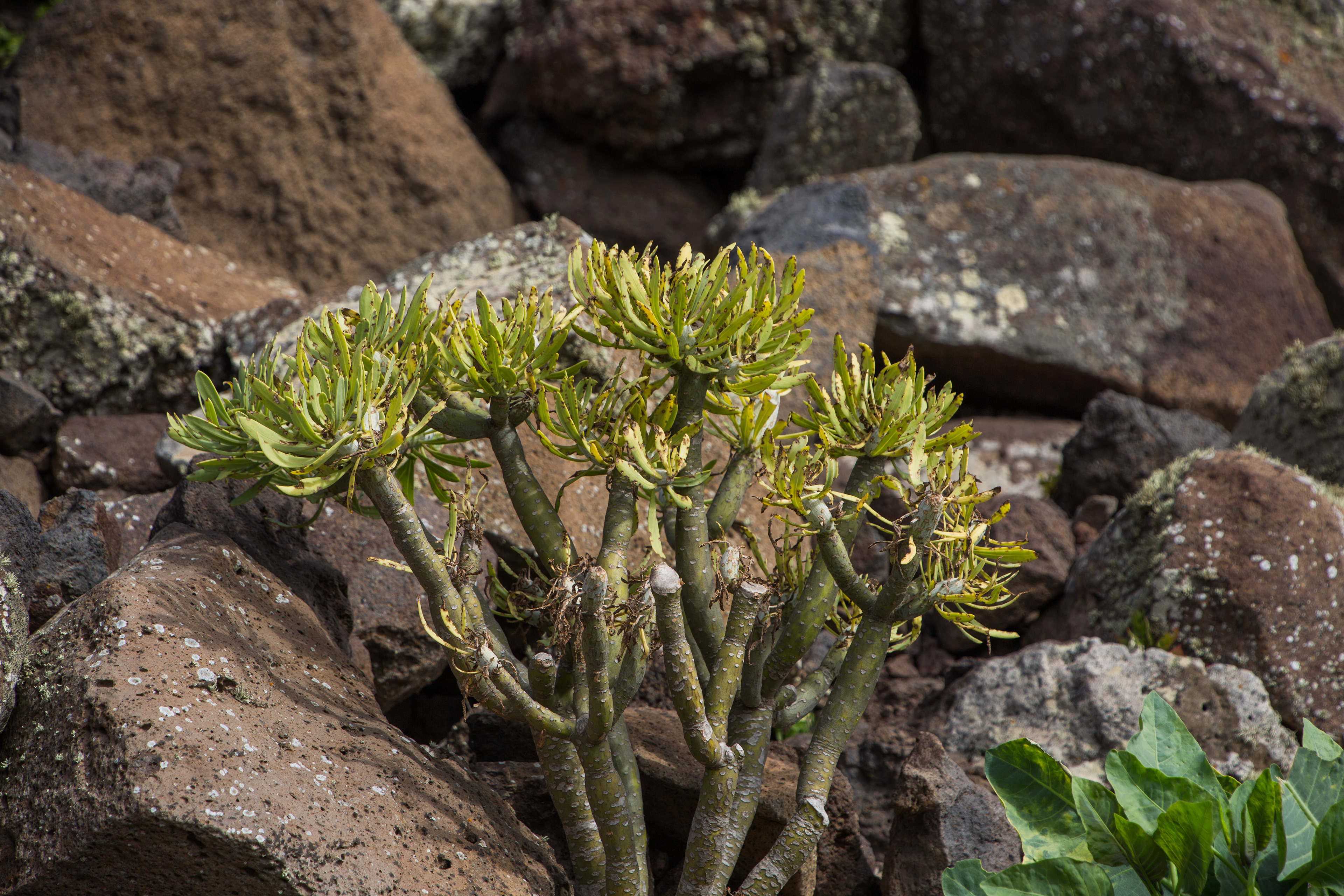 pic de zarza, oreille de l'âne, randonnée, parc naturel de jandia, biodiversité, fuerteventura, randonnée