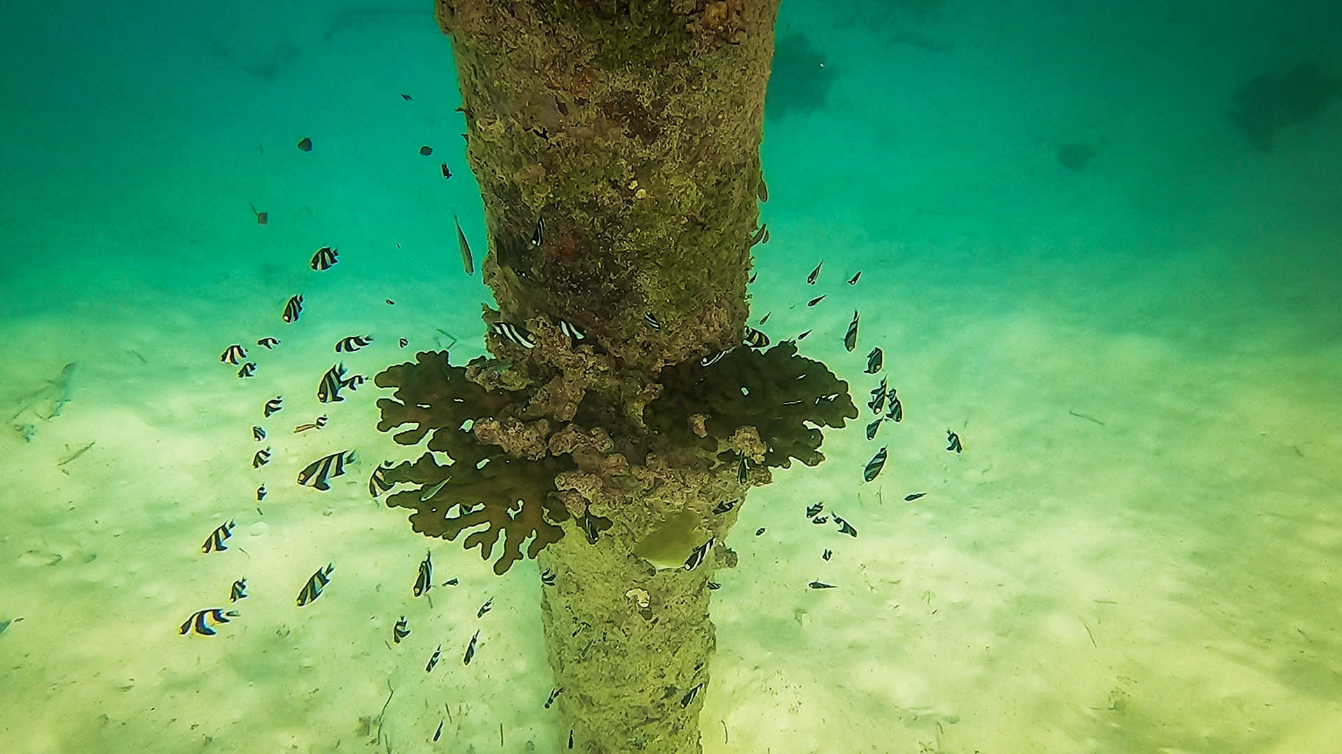 corail, dascyllys aruanus, demoiselle à queue blanche, demoiselle à trois bandes noires, HUMBUG DAMSEL, maldives, récif corallien