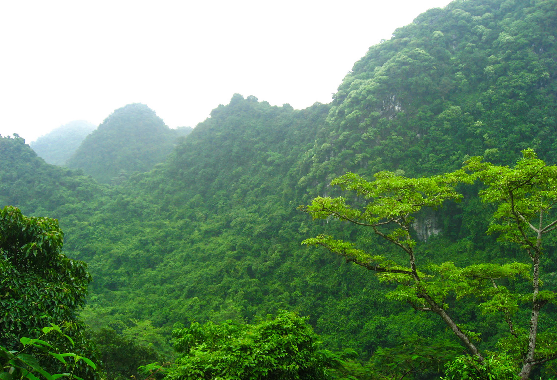 Pagode des parfums, Chùa Hương, Hương Sơn, montagne du parfum, escalier, sentier, frangipanier, montagne, brume