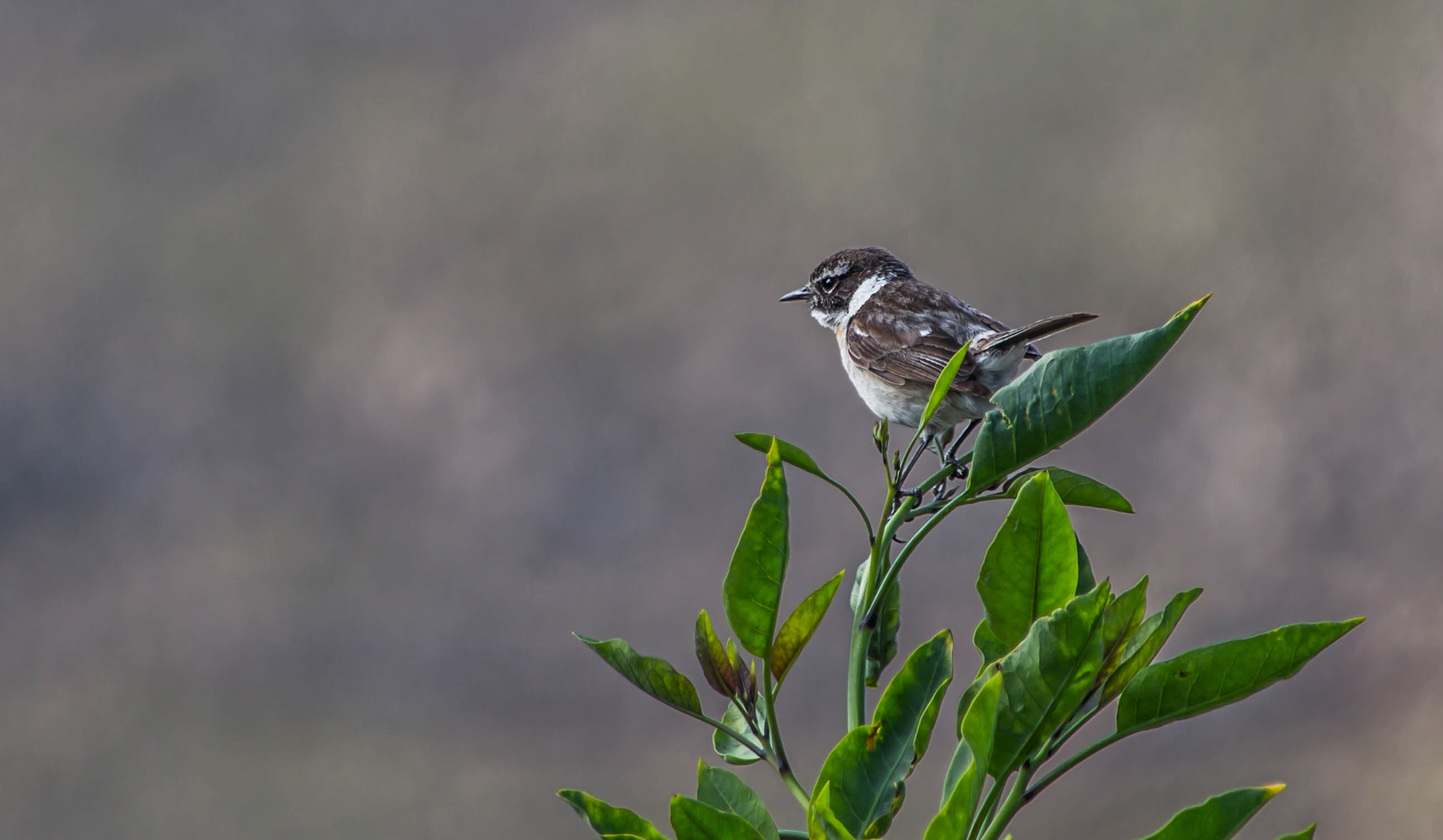 pic de zarza, oreille de l'âne, randonnée, parc naturel de jandia, biodiversité, fuerteventura, randonnée, passer hispaniolensis