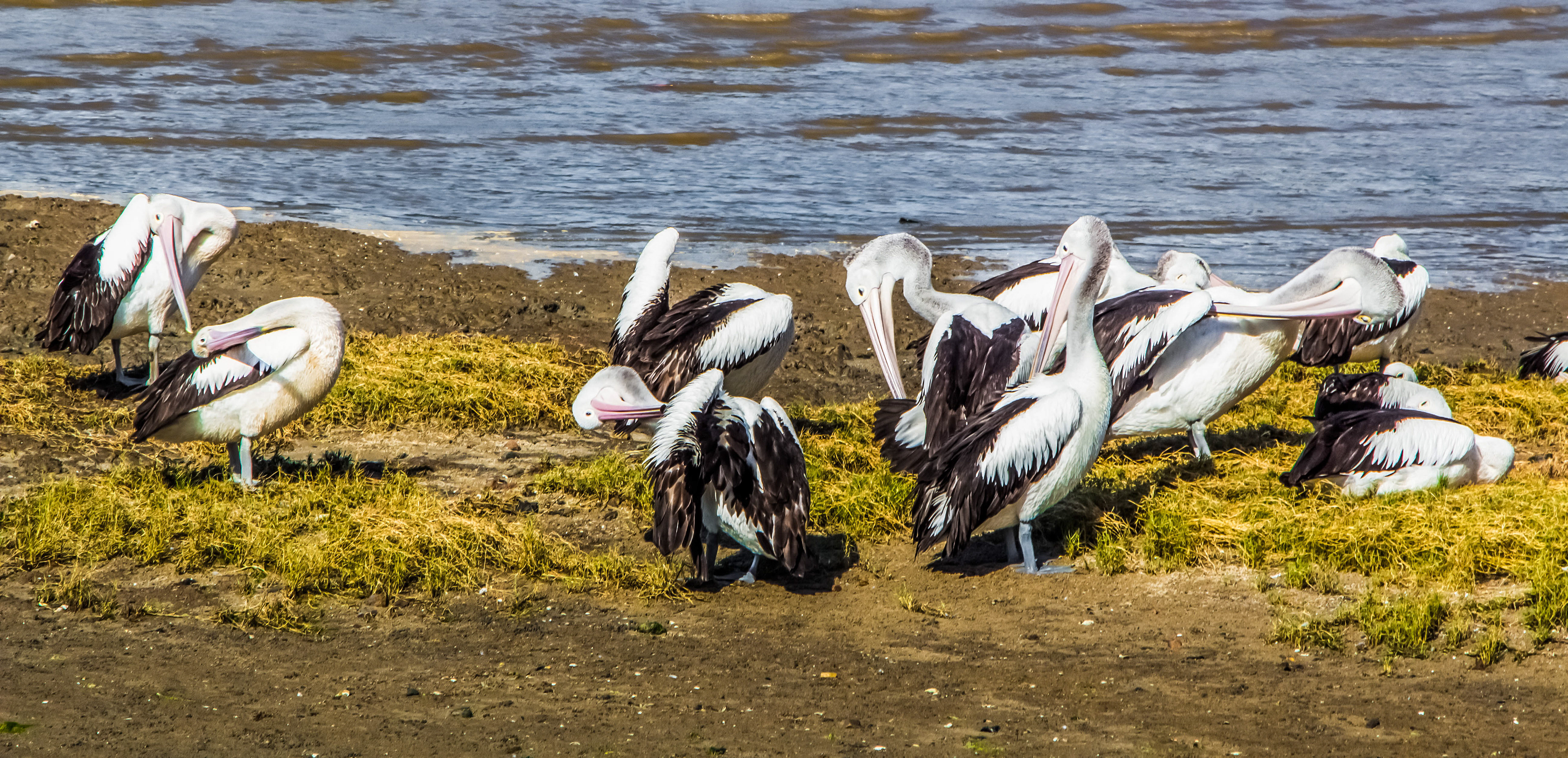 Pélicans à lunettes (Queensland) australie