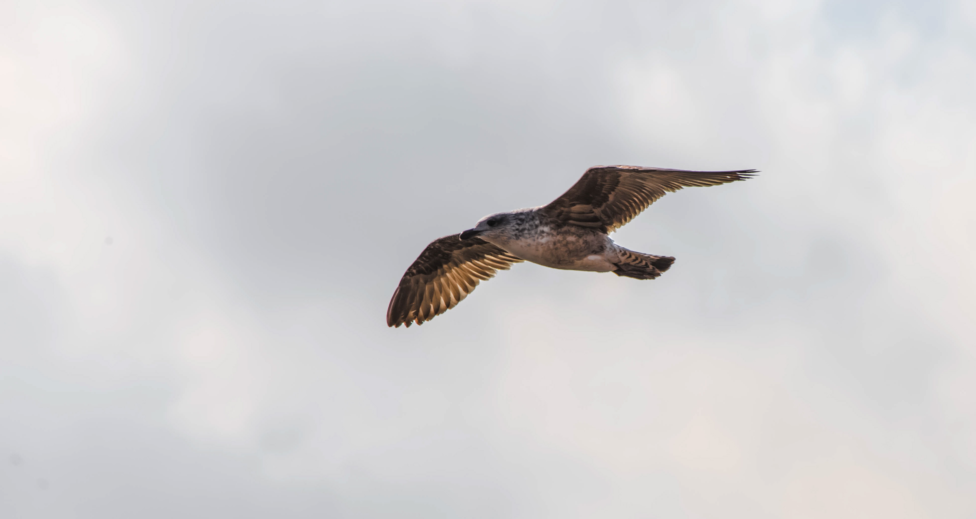 fuerteventura, île de lobos, biosphère, réserve naturelle, parc naturel, volcan, roche volcanique, oiseau