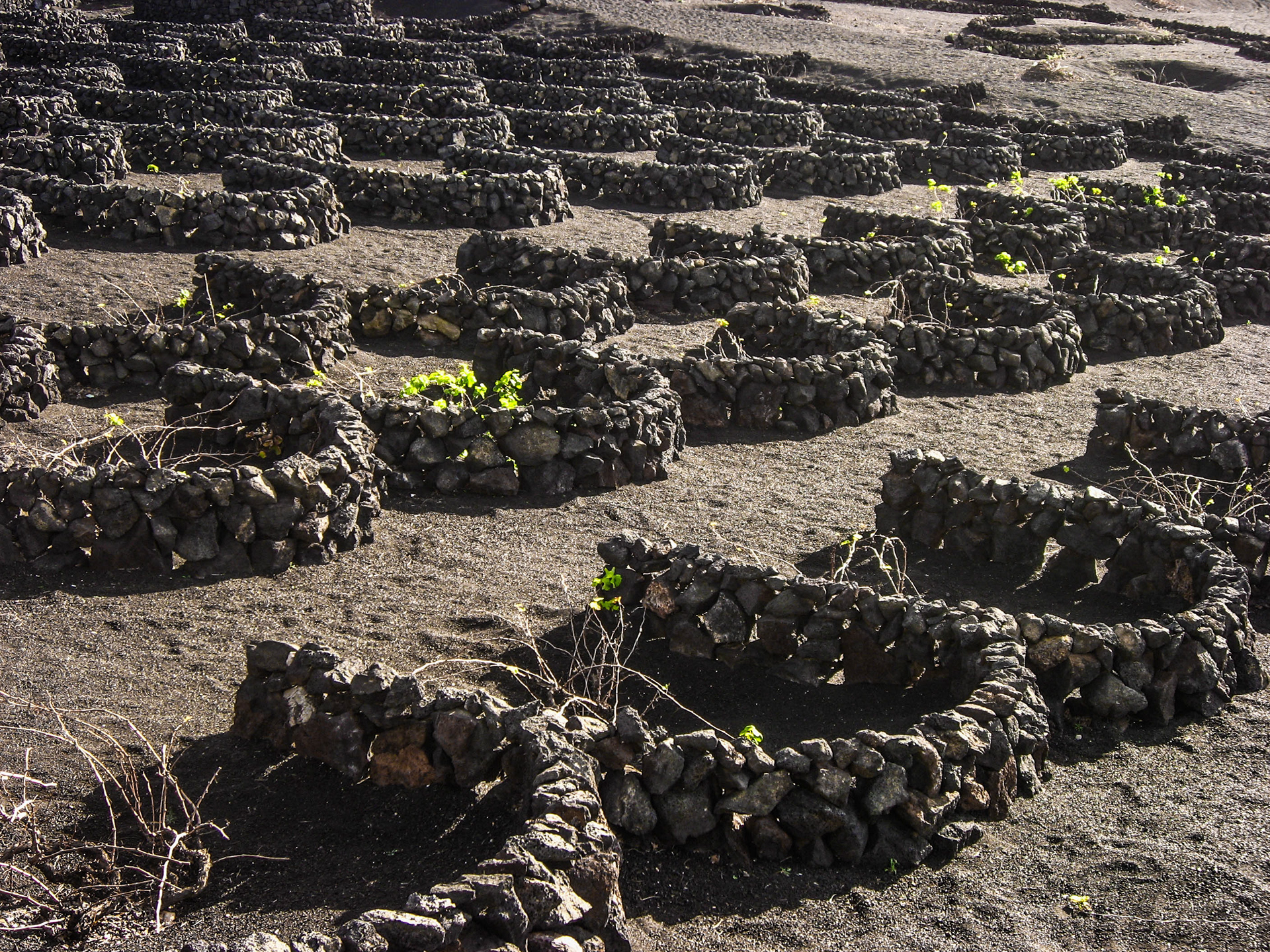 vignoble de La Geria, lanzarote, îles canaries