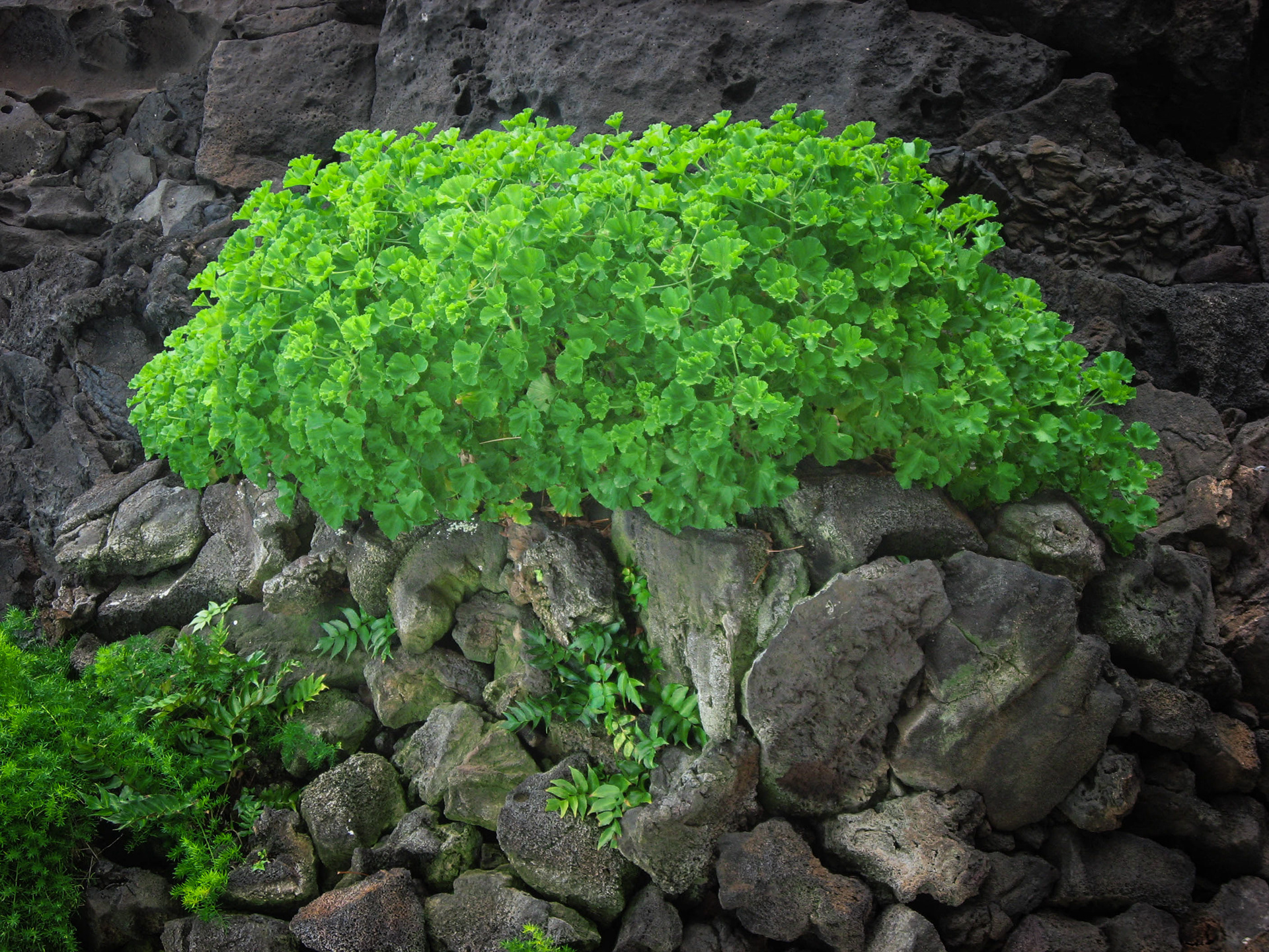 Jameos del agua, lanzarote, îles canaries
