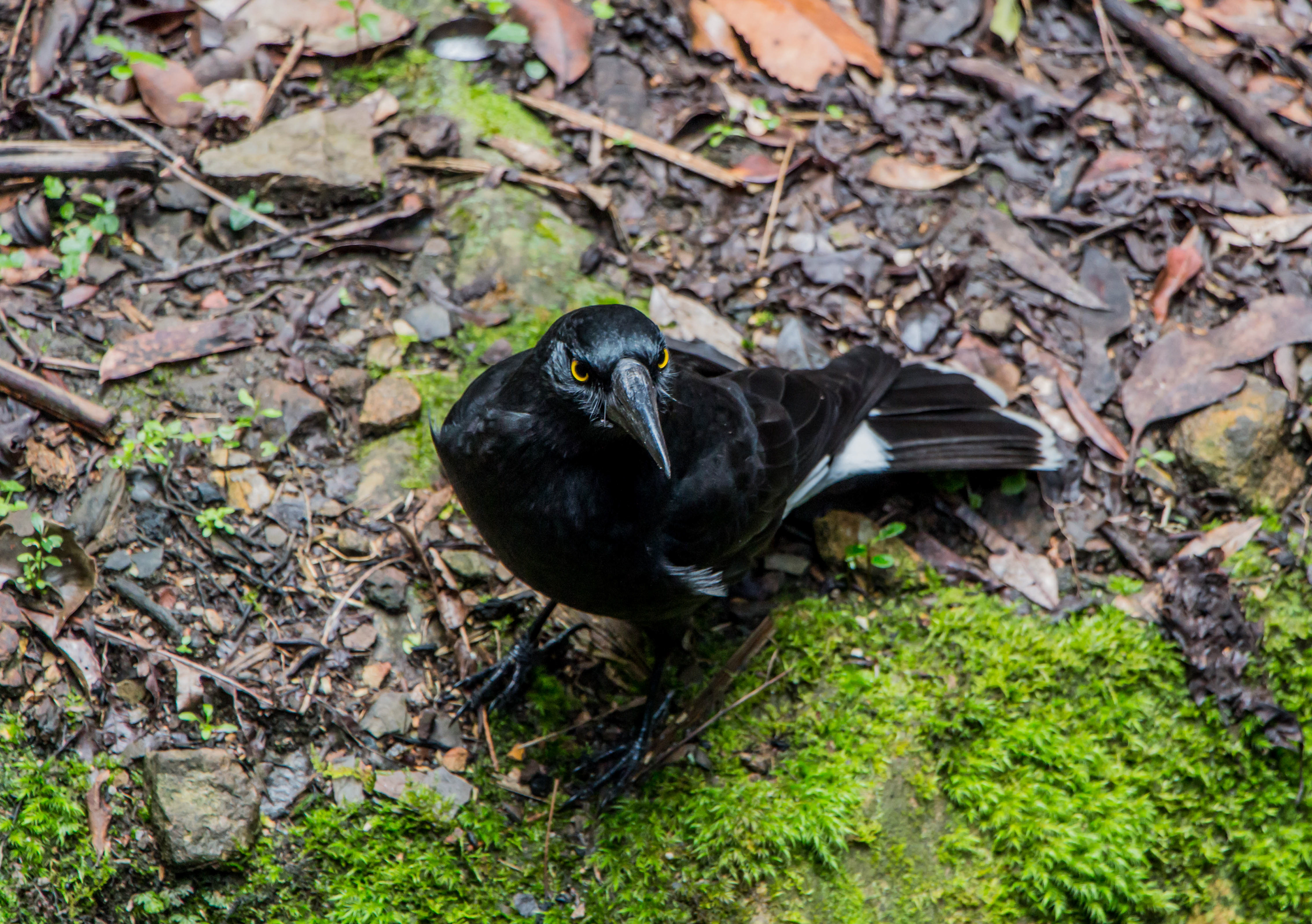 Grand réveilleur, Pied Currawong, Strepera graculina