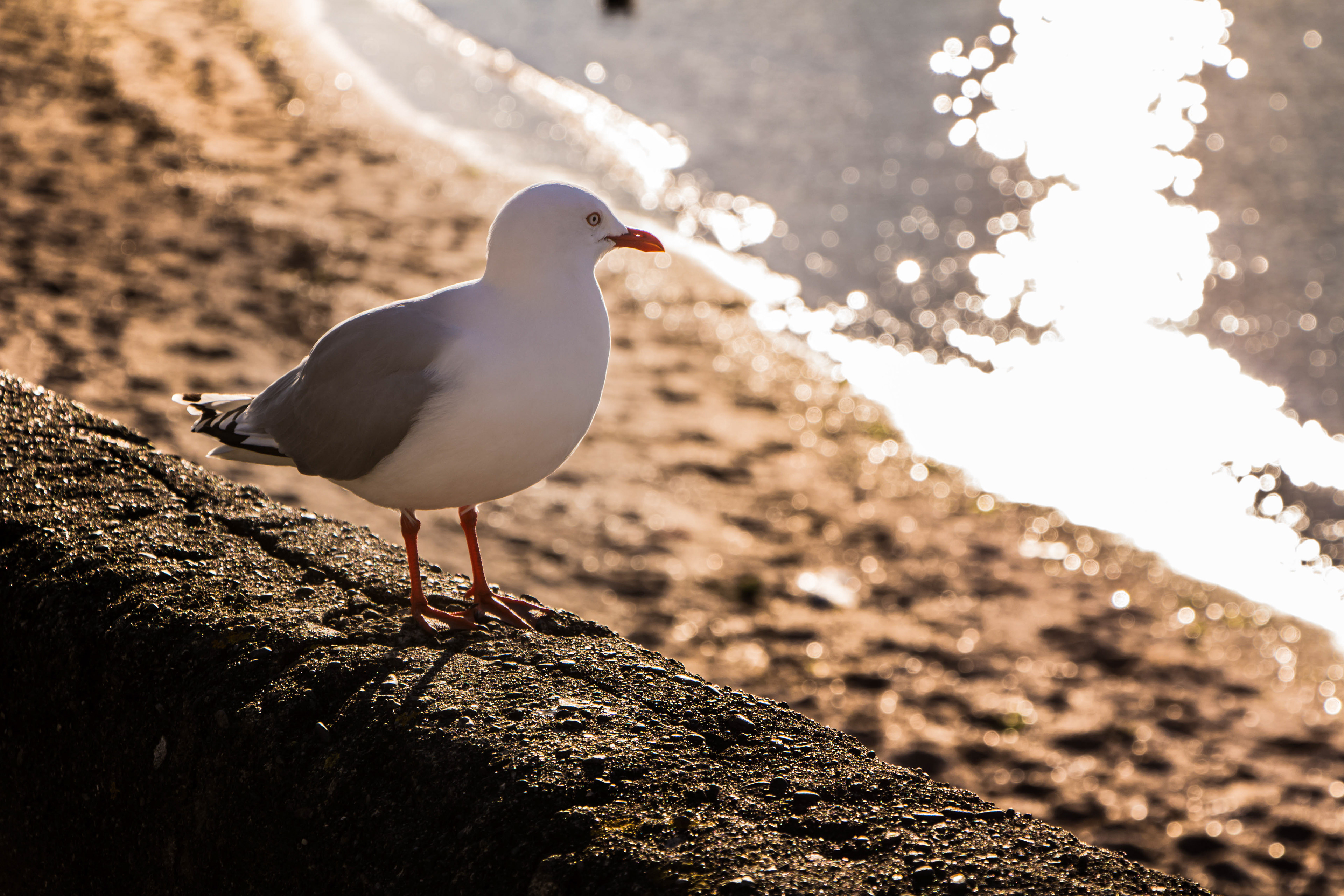 nouvelle-zélande, wellington, Mouette scopuline, Chroicocephalus novaehollandiae scopulinus